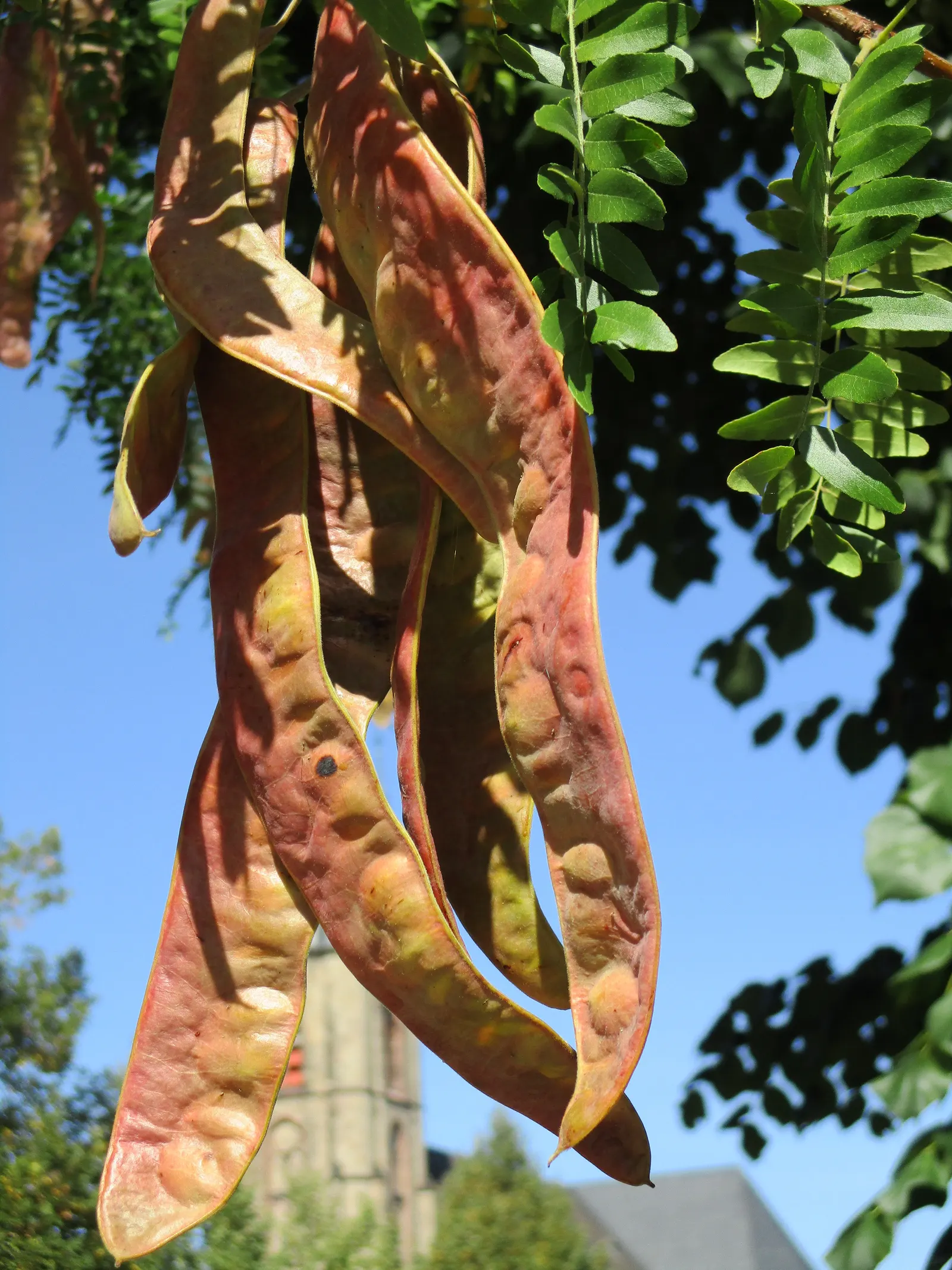Honey Locust (Gleditsia Triacanthos Inermis) — the tree requires minimal care