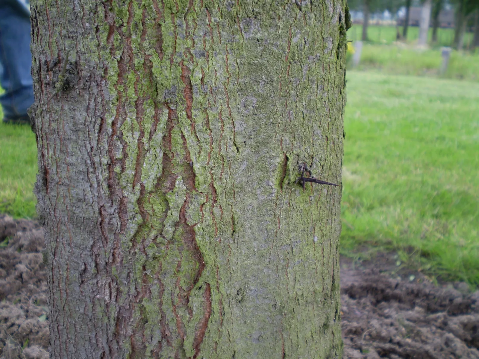 Honey Locust (Gleditsia Triacanthos Inermis) — which allows turf and other plantings to thrive beneath it