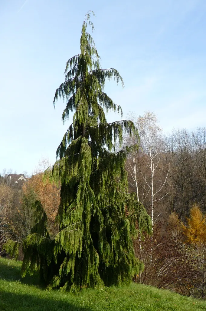 Weeping Alaska Yellow Cedar (Callitropsis Nootkatensis 'Pendula') — pyramidal form make it a dramatic focal point in landscapes