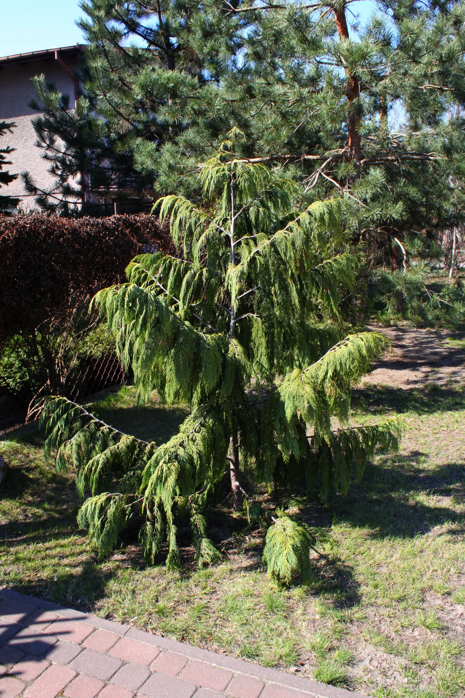 Weeping Alaska Yellow Cedar (Callitropsis Nootkatensis 'Pendula') — This stately evergreen is known for its dramatic