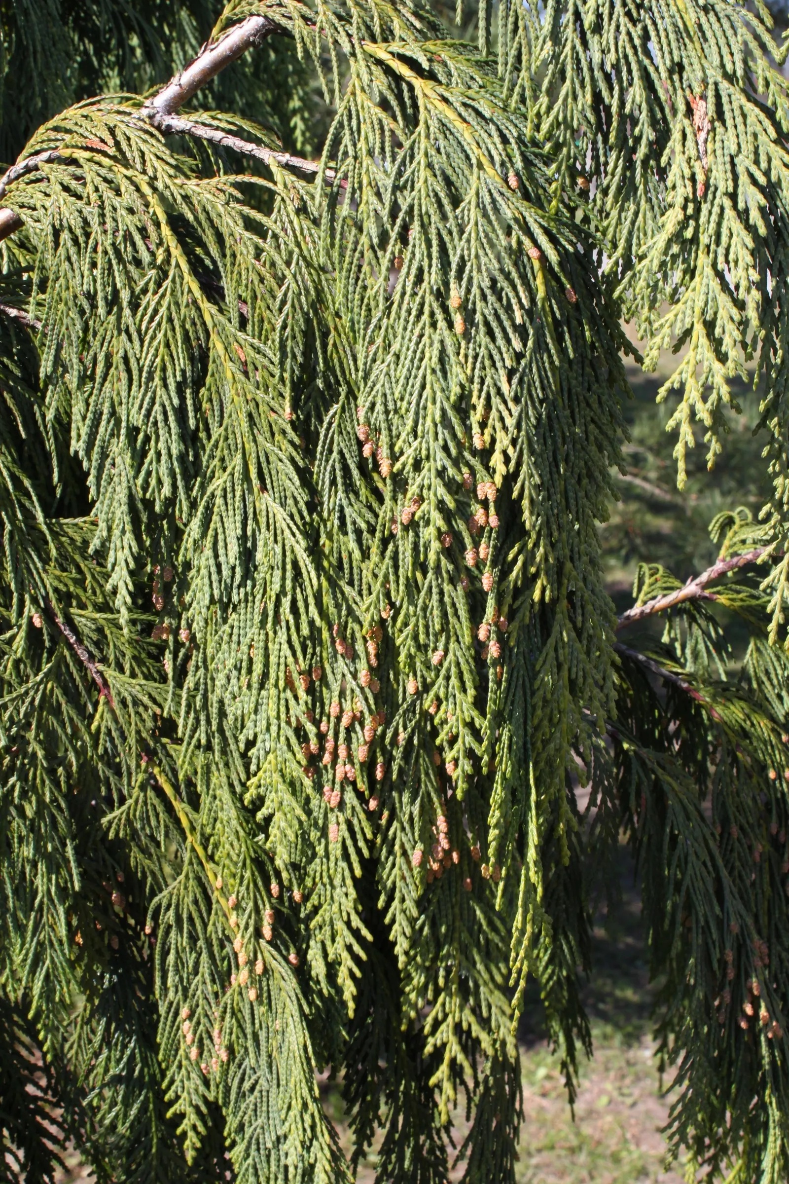 Weeping Alaska Yellow Cedar (Callitropsis Nootkatensis 'Pendula') — Its golden-green needles and narrow