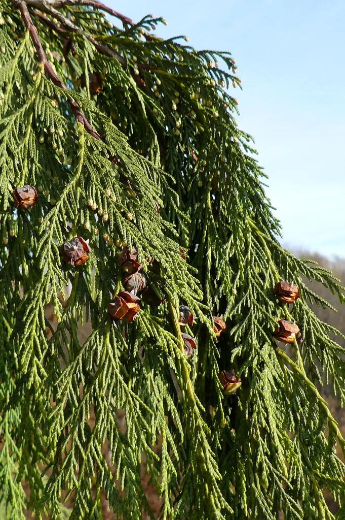 Weeping Alaska Yellow Cedar (Callitropsis Nootkatensis 'Pendula') — thriving best in full to partial sun in USDA zones 4 through 7