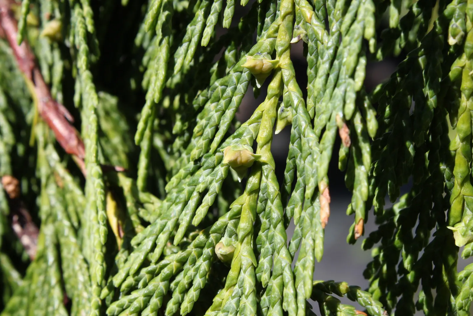 Weeping Alaska Yellow Cedar (Callitropsis Nootkatensis 'Pendula') — Adaptable to most soil conditions, it grows to a stately 25-30 feet tall and 8-10 feet wide