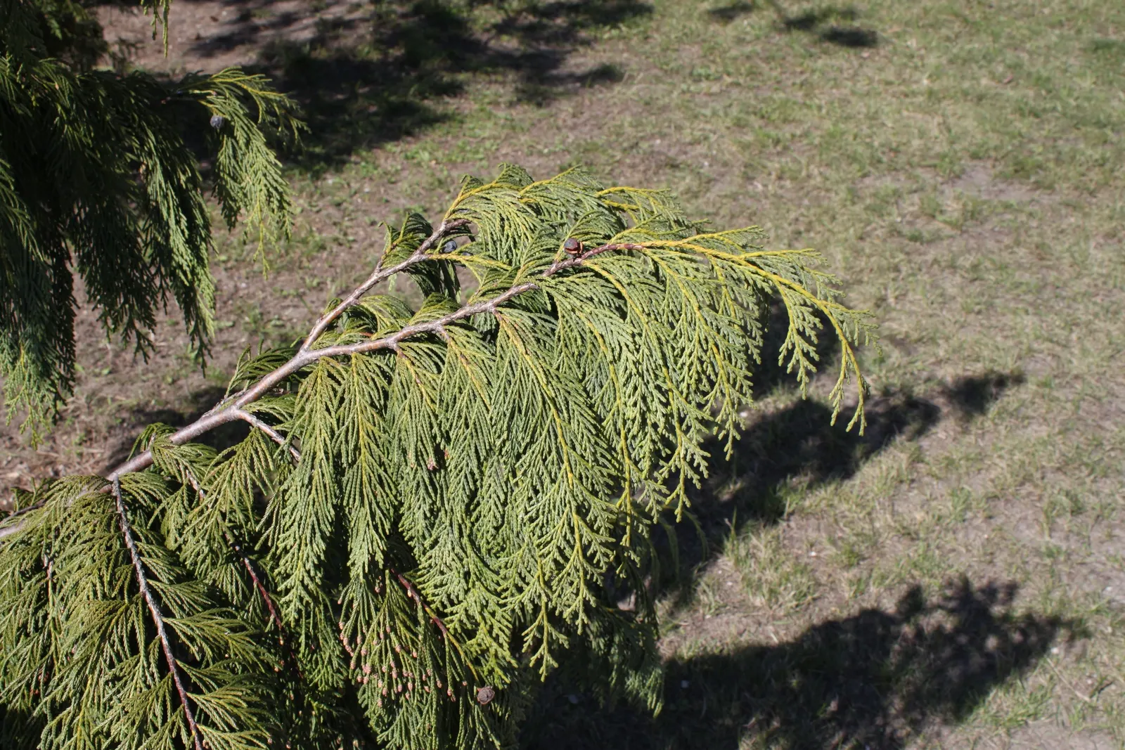 Weeping Alaska Yellow Cedar (Callitropsis Nootkatensis 'Pendula') — The Weeping Alaska Yellow Cedar (Callitropsis nootkatensis 'Pendula') is a graceful