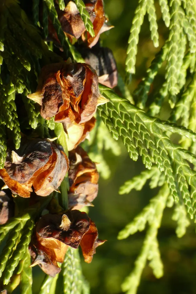 Weeping Alaska Yellow Cedar (Callitropsis Nootkatensis 'Pendula') — scientifically known as Callitropsis nootkatensis 'Pendula'