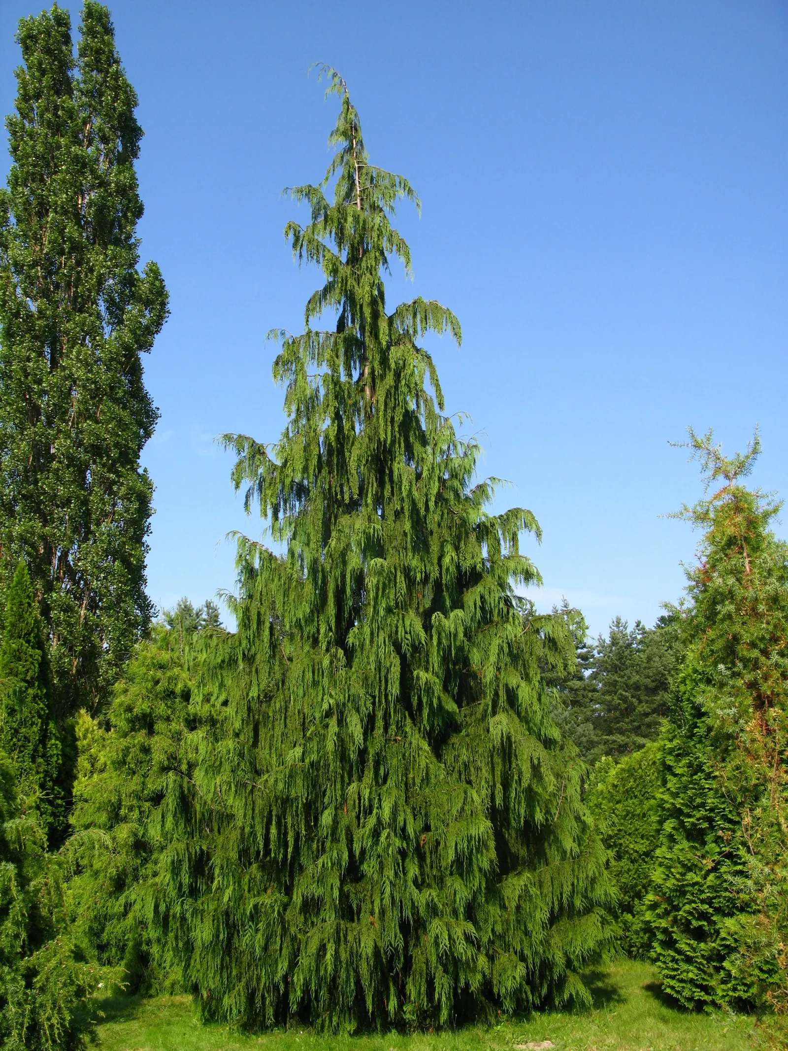 Weeping Alaska Yellow Cedar (Callitropsis Nootkatensis 'Pendula') — is a captivating coniferous tree that adds an element of elegance and grace to any