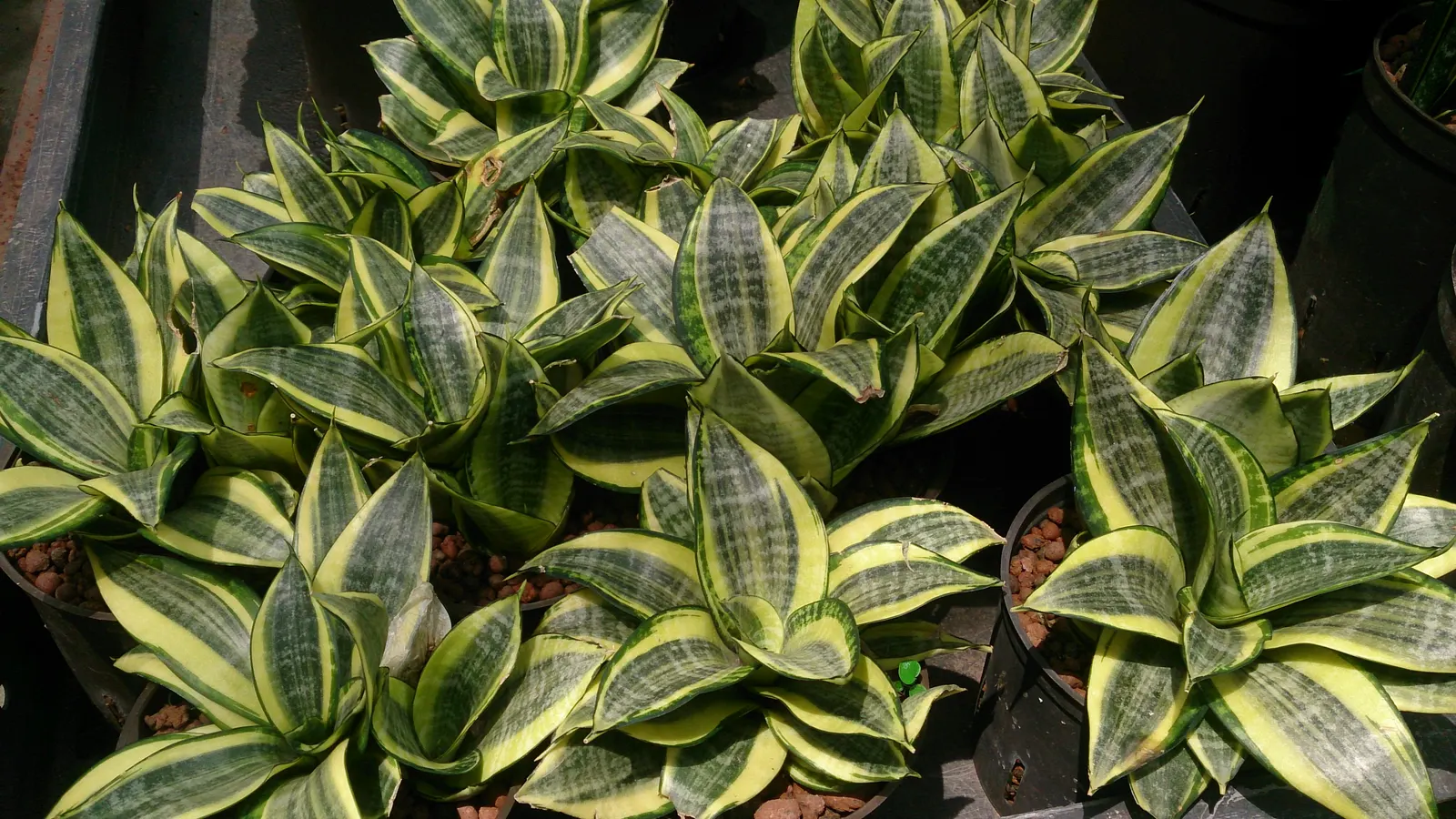 Bird's Nest Sansevieria (Sansevieria Trifasciata 'Hahnii') — Its sturdy, sword-shaped leaves feature elegant green patterns and can reach a height, image 38