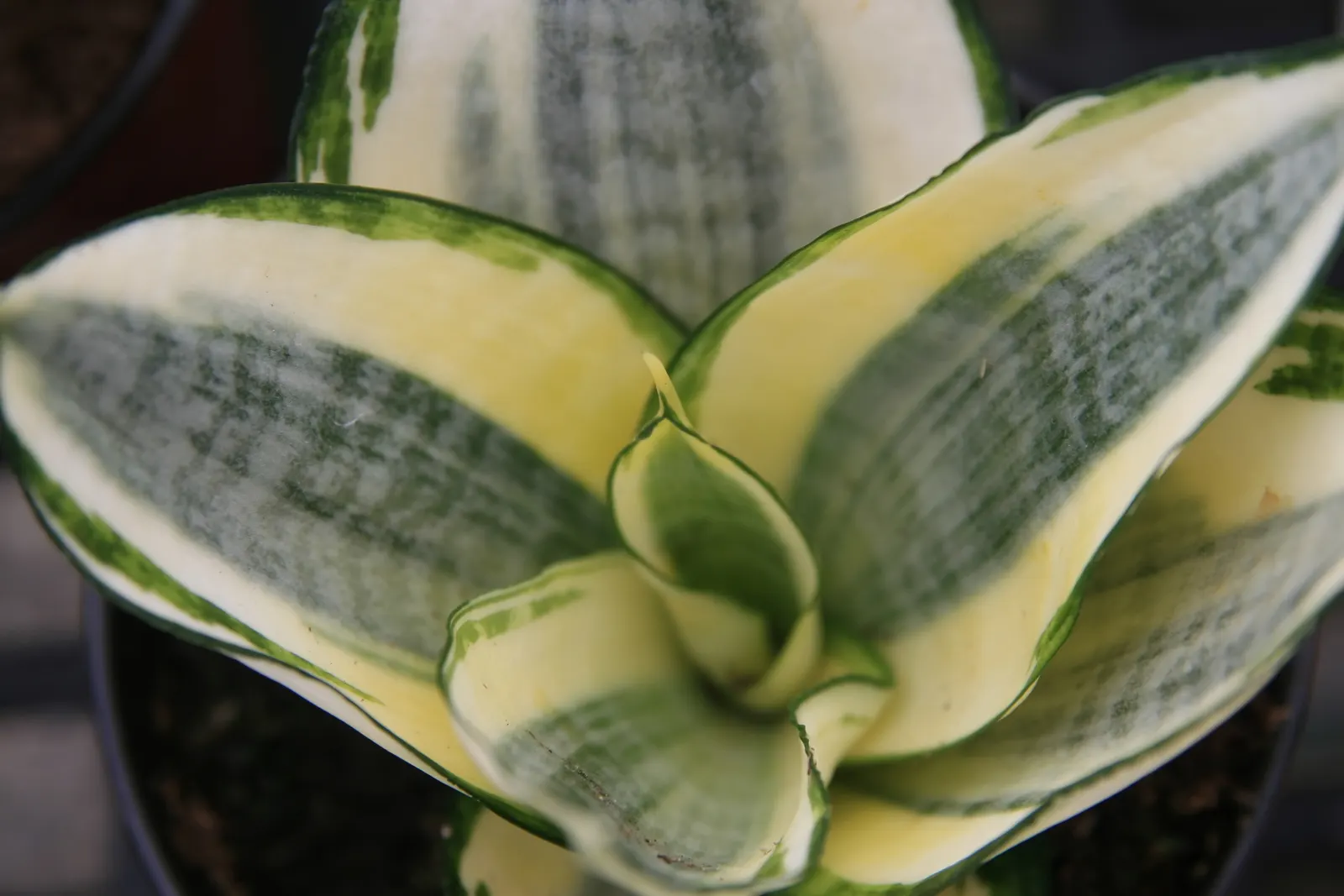 Bird's Nest Sansevieria (Sansevieria Trifasciata 'Hahnii') — incorporate well-draining soil to prevent root rot.<br><br>When designing a landscape
