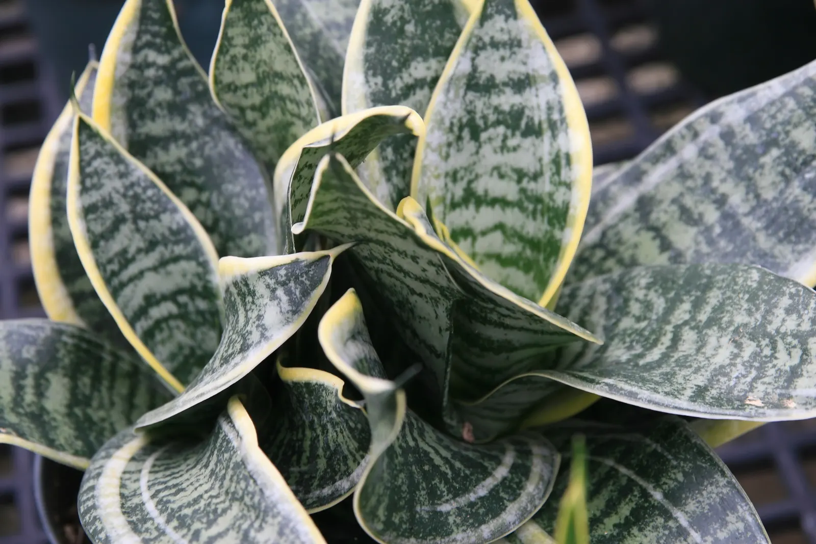 Bird's Nest Sansevieria (Sansevieria Trifasciata 'Hahnii') — Ideal for low-maintenance landscapes; perennial / succulent for full or half or shade
