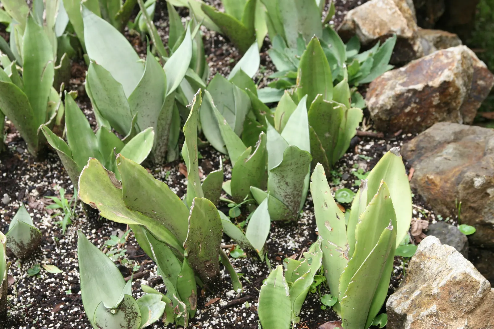 Bird's Nest Sansevieria (Sansevieria Trifasciata 'Hahnii') — Ideal for low-maintenance landscapes; perennial / succulent for full or half or shade, image 39