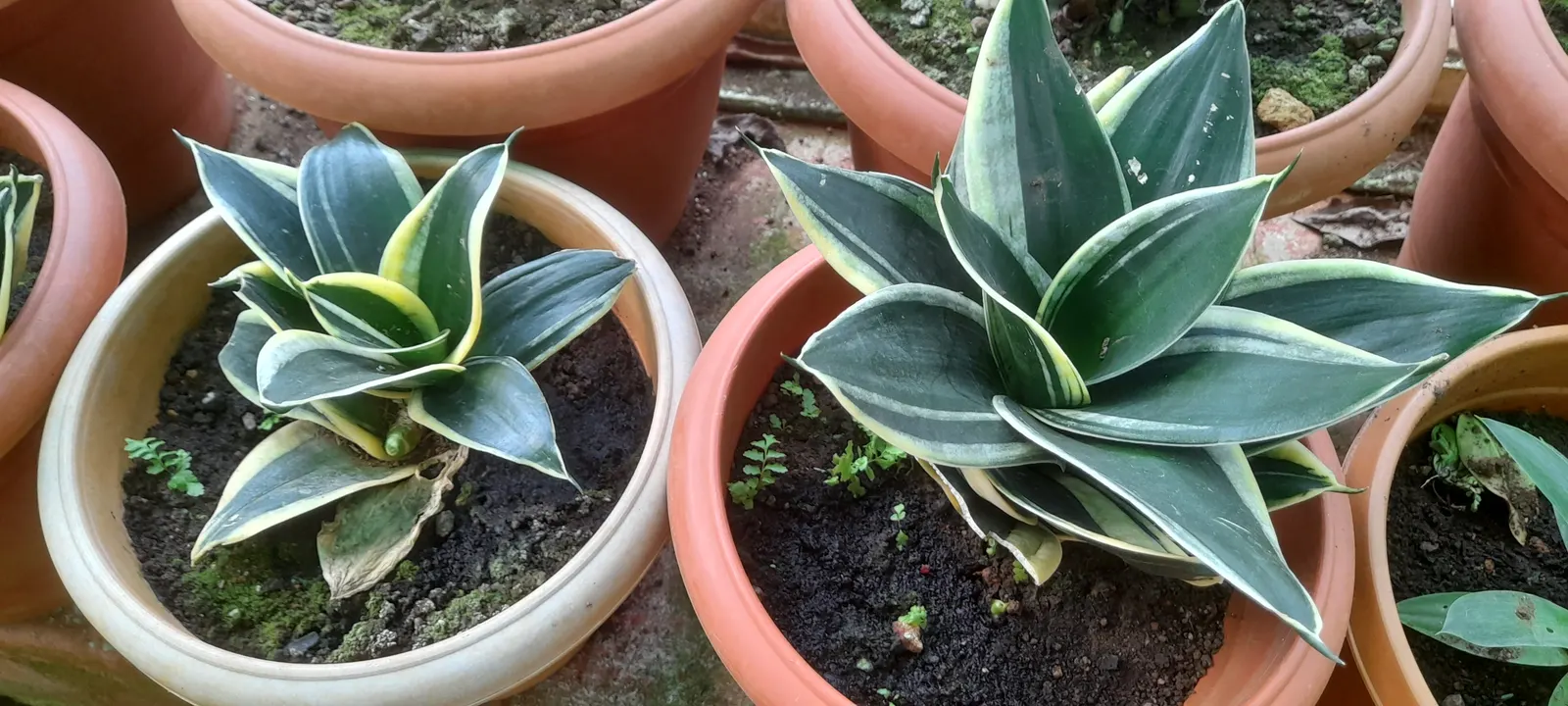 Bird's Nest Sansevieria (Sansevieria Trifasciata 'Hahnii') — This cultivar forms a rosette of stout; given its air-purifying qualities