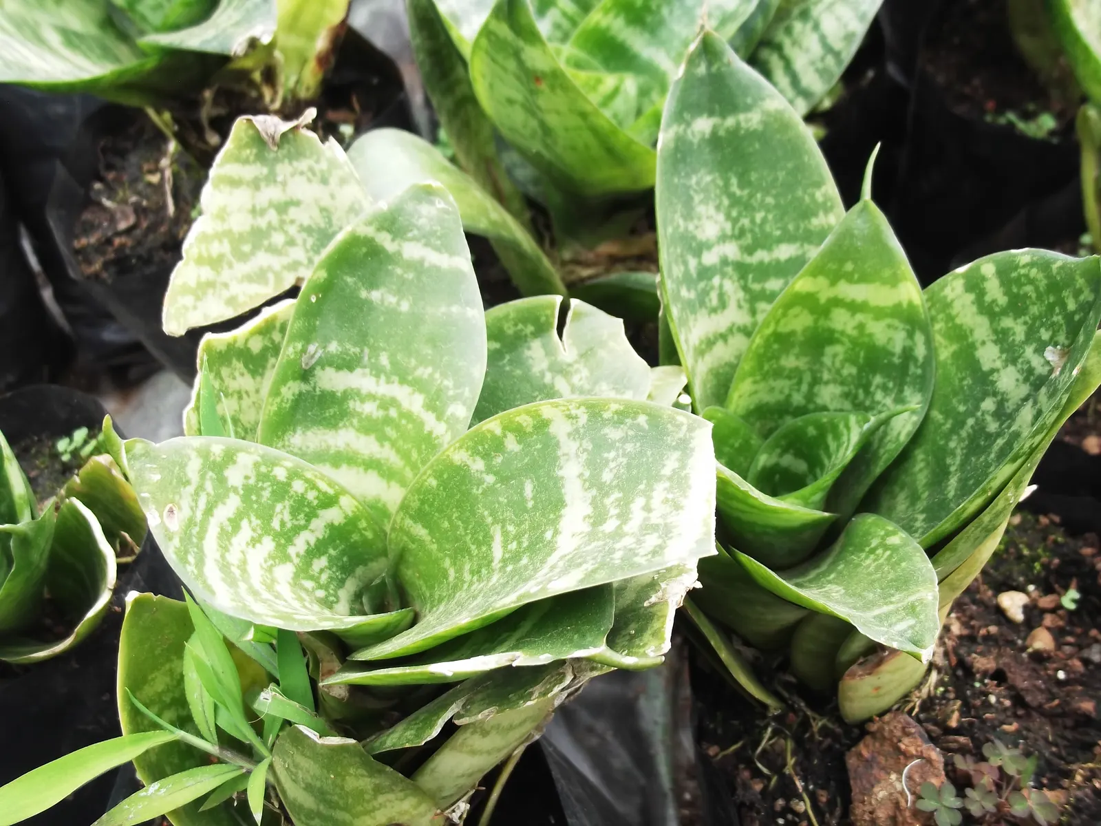 Bird's Nest Sansevieria (Sansevieria Trifasciata 'Hahnii') — Ideal for low-maintenance landscapes