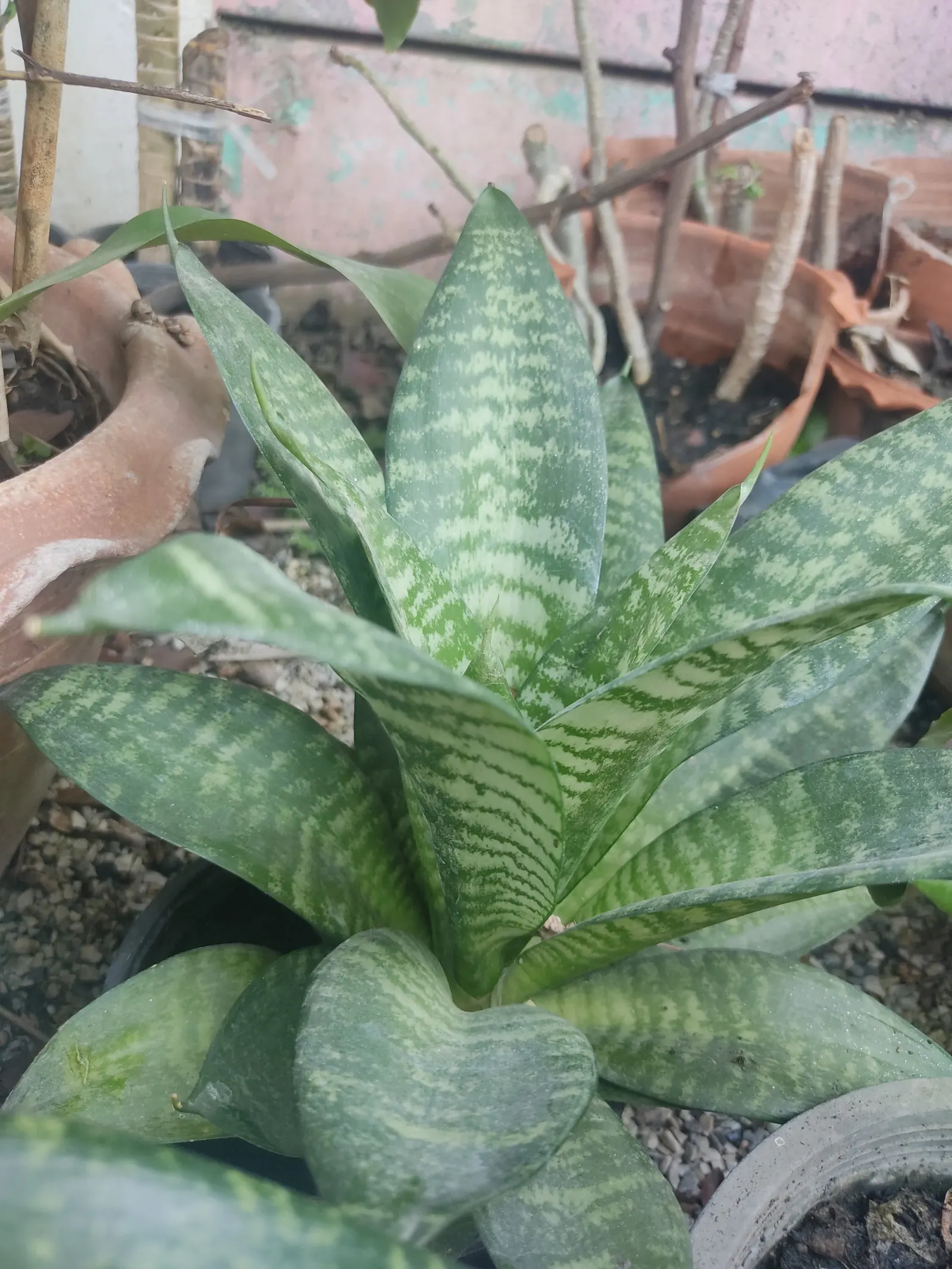 Bird's Nest Sansevieria (Sansevieria Trifasciata 'Hahnii') — this Sansevieria variety is exceptionally adaptable and low-maintenance; its sturdy, sword-shaped