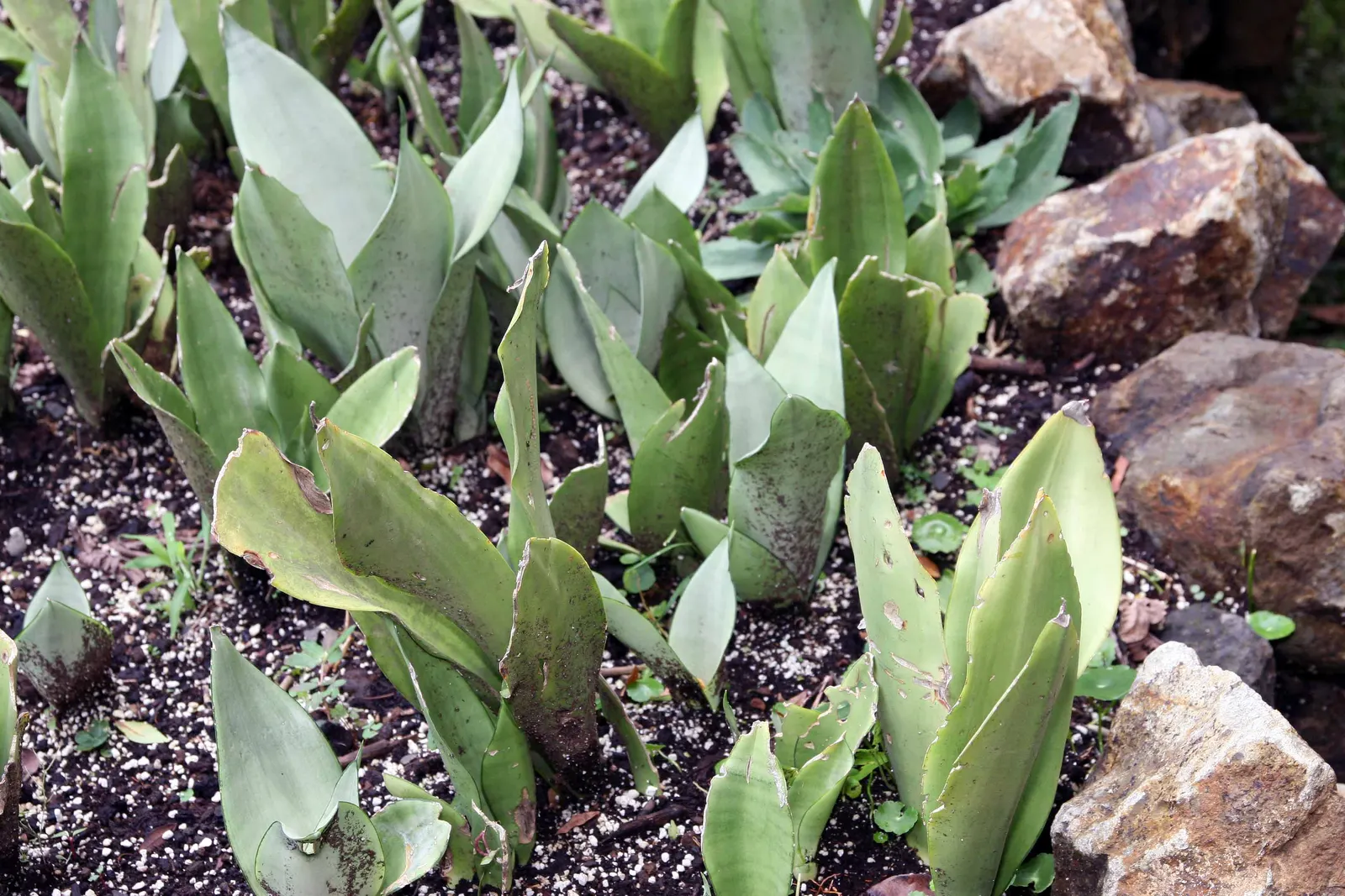 Bird's Nest Sansevieria (Sansevieria Trifasciata 'Hahnii') — making it an ideal choice for areas under tree canopies or along north-facing walls; this compact