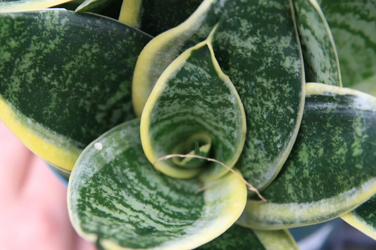 Bird's Nest Sansevieria (Sansevieria Trifasciata 'Hahnii') — perennial / succulent for full or half or shade