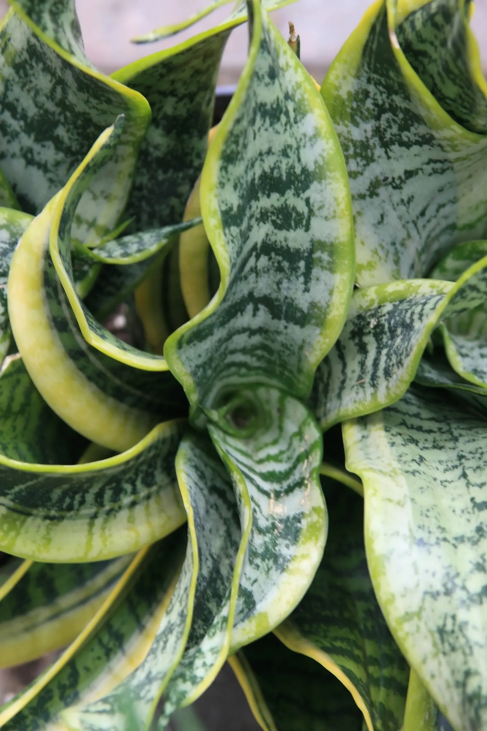 Bird's Nest Sansevieria (Sansevieria Trifasciata 'Hahnii') — this Sansevieria variety is exceptionally adaptable and low-maintenance