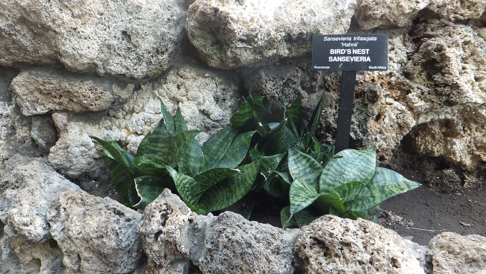 Bird's Nest Sansevieria (Sansevieria Trifasciata 'Hahnii') — thriving in USDA Hardiness Zones 9 through 11
