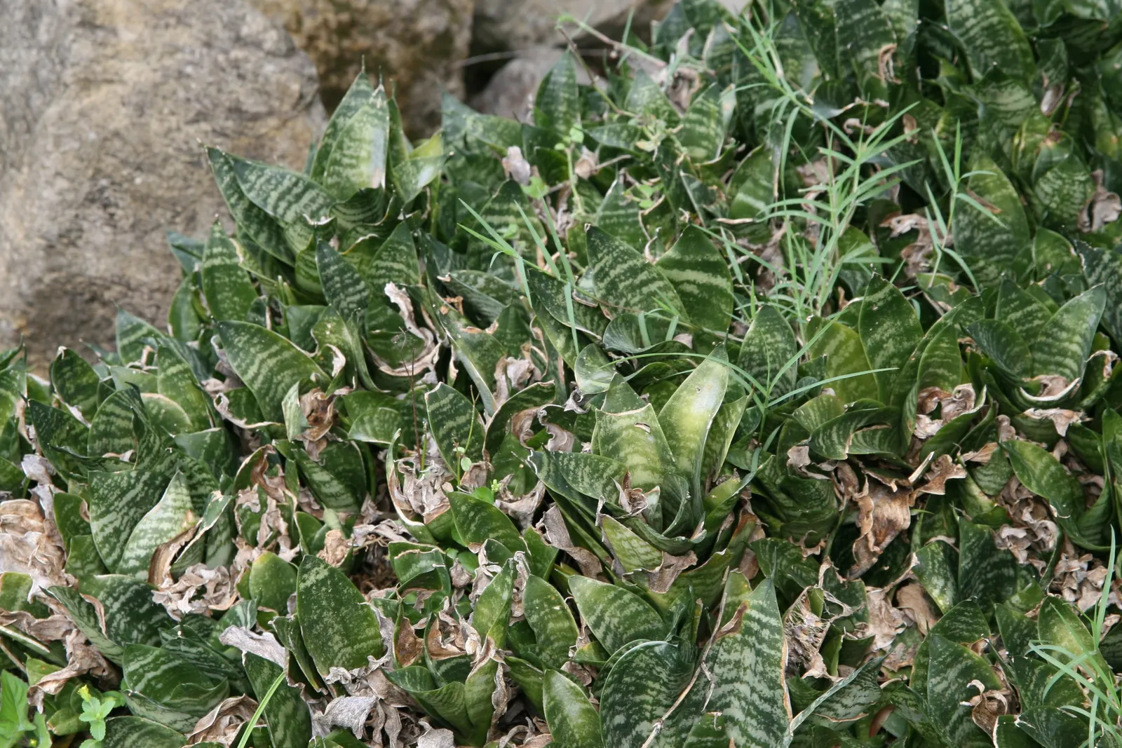 Bird's Nest Sansevieria (Sansevieria Trifasciata 'Hahnii') — Given its air-purifying qualities; this cultivar forms a rosette of stout