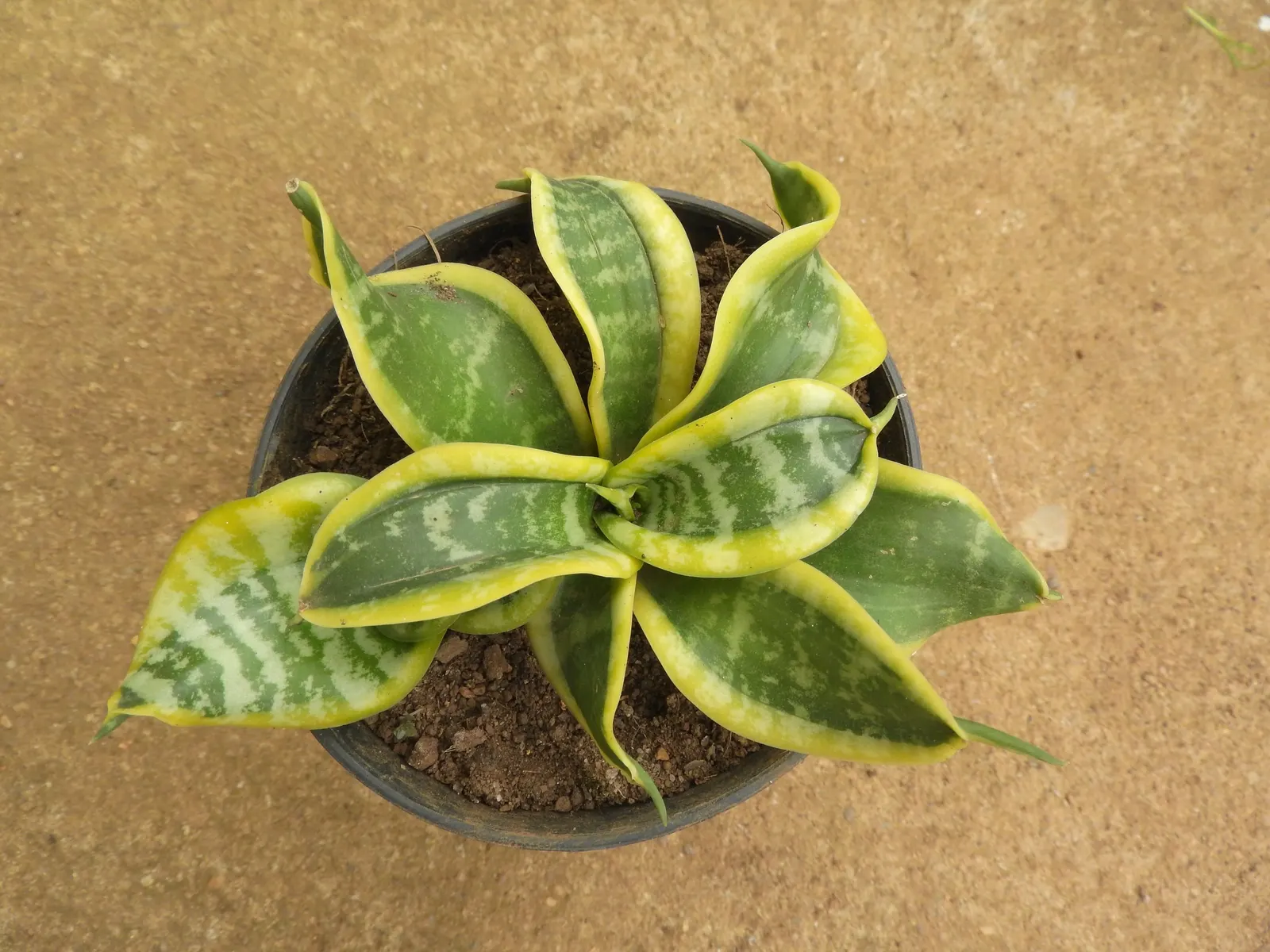 Bird's Nest Sansevieria (Sansevieria Trifasciata 'Hahnii') — it thrives in partial to full shade and requires minimal water