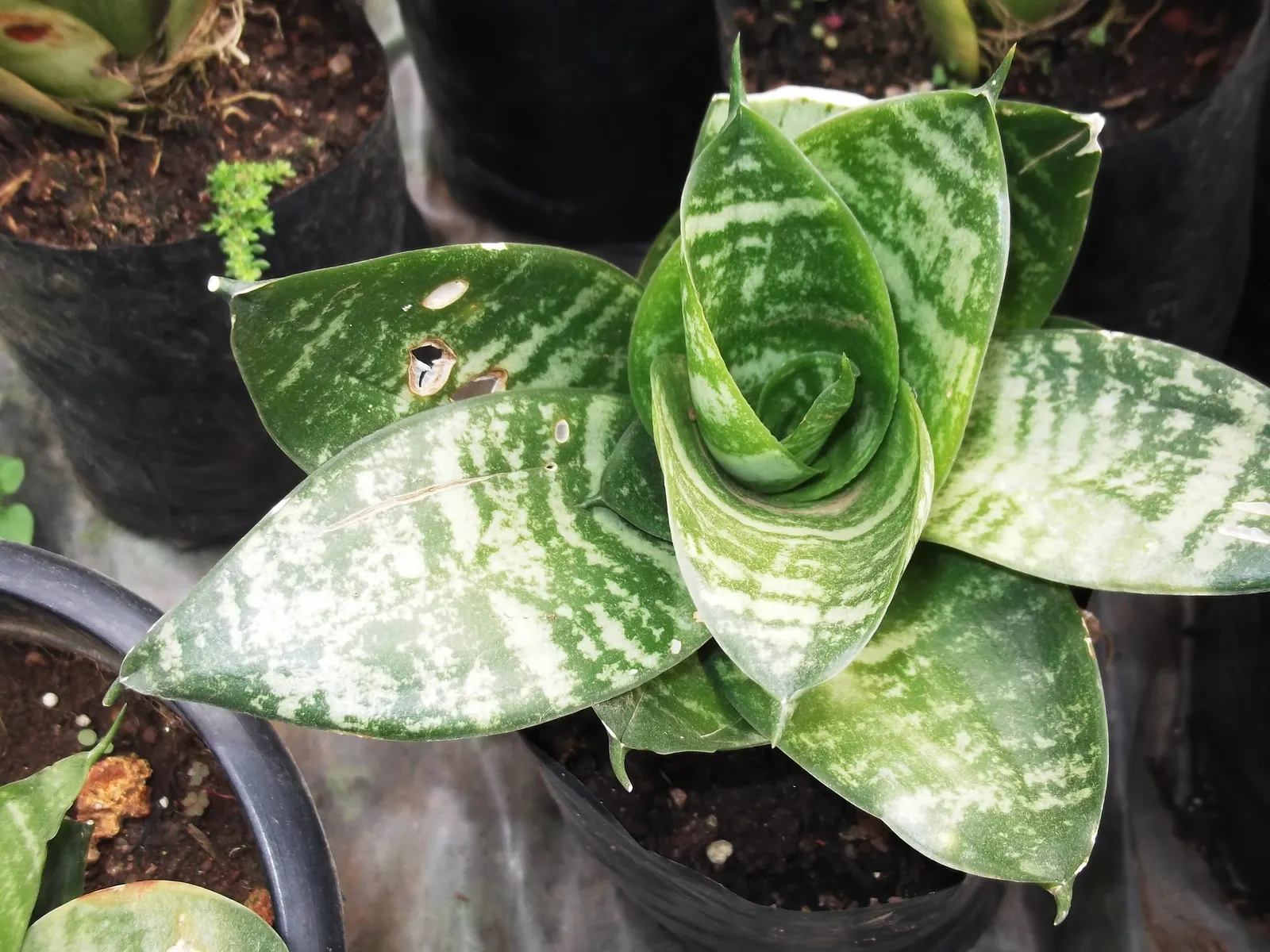 Bird's Nest Sansevieria (Sansevieria Trifasciata 'Hahnii') — This compact plant offers an excellent groundcover solution or an accent in both, image 23