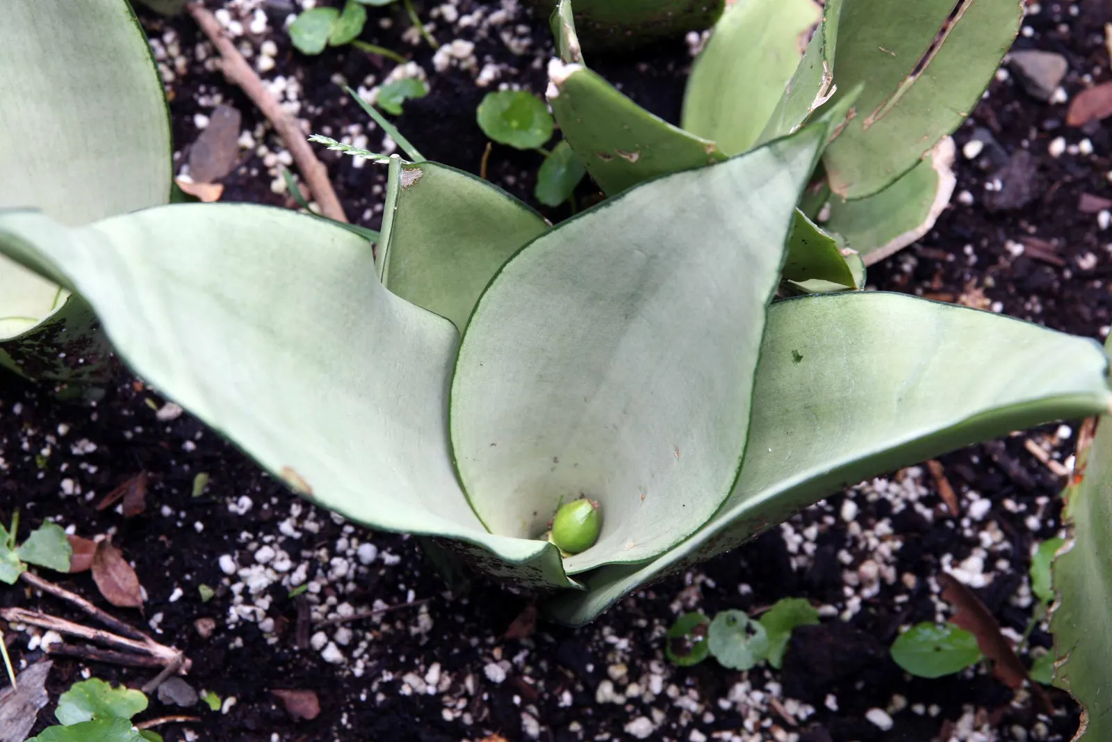 Bird's Nest Sansevieria (Sansevieria Trifasciata 'Hahnii') — Each leaf boasts a pattern of dark green cross-bands and mottling on a lighter green, image 28
