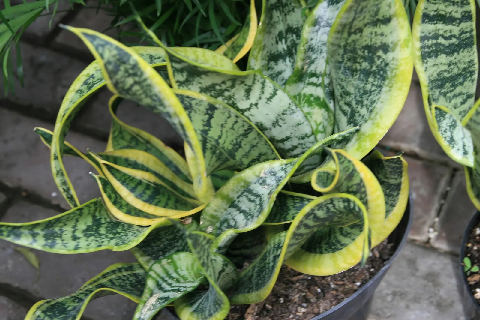 Bird's Nest Sansevieria (Sansevieria Trifasciata 'Hahnii') — 'Hahnii' prospers in partial to full shade