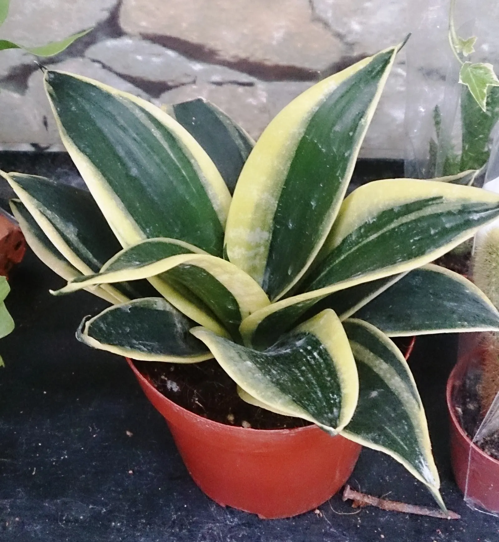 Bird's Nest Sansevieria (Sansevieria Trifasciata 'Hahnii') — is a robust and compact succulent that introduces a touch of verdant sophistication to any
