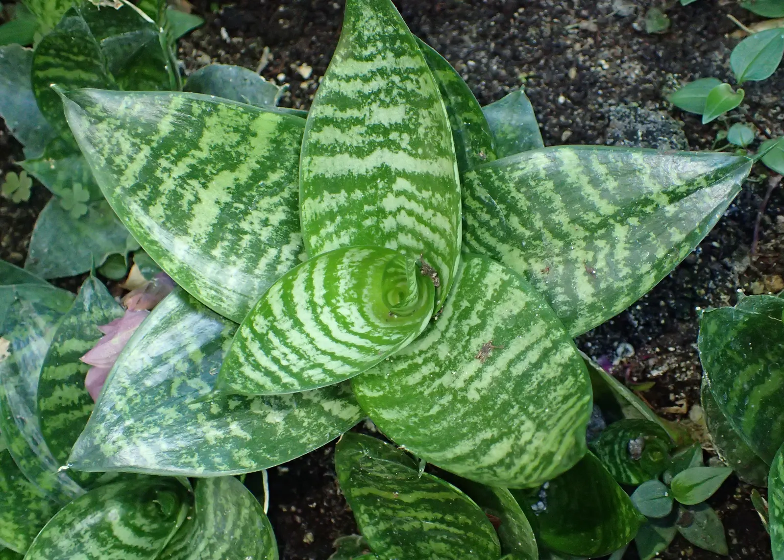 Bird's Nest Sansevieria (Sansevieria Trifasciata 'Hahnii') — it thrives in partial to full shade and requires minimal water; is a robust and, image 40