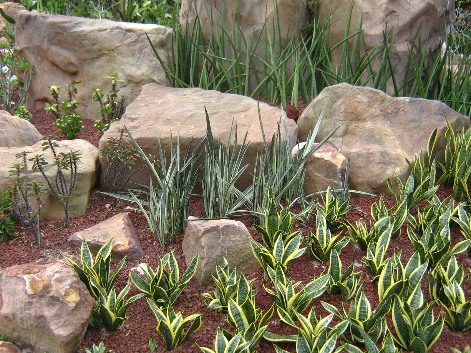 Bird's Nest Sansevieria (Sansevieria Trifasciata 'Hahnii') — This compact plant offers an excellent groundcover solution or an accent in both indoor and