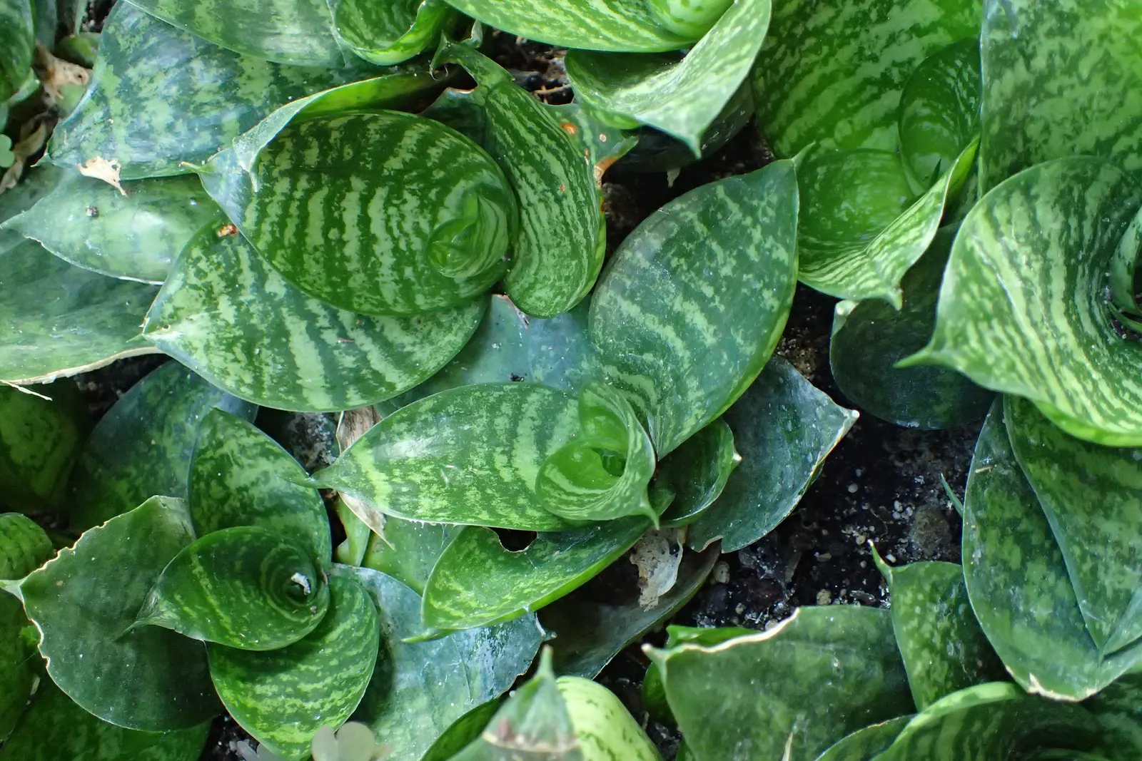Bird's Nest Sansevieria (Sansevieria Trifasciata 'Hahnii') — It's also well-suited for borders or as a textural contrast amid softer, leafy plants; the Bird's