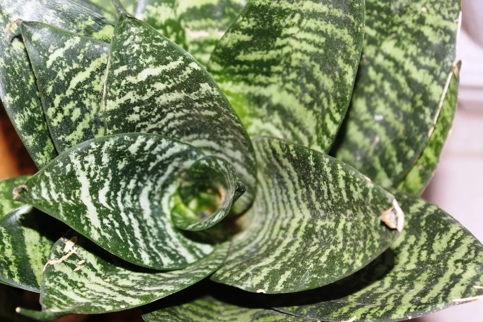 Bird's Nest Sansevieria (Sansevieria Trifasciata 'Hahnii') — is a robust and compact succulent that introduces a touch of verdant sophistication to, image 25