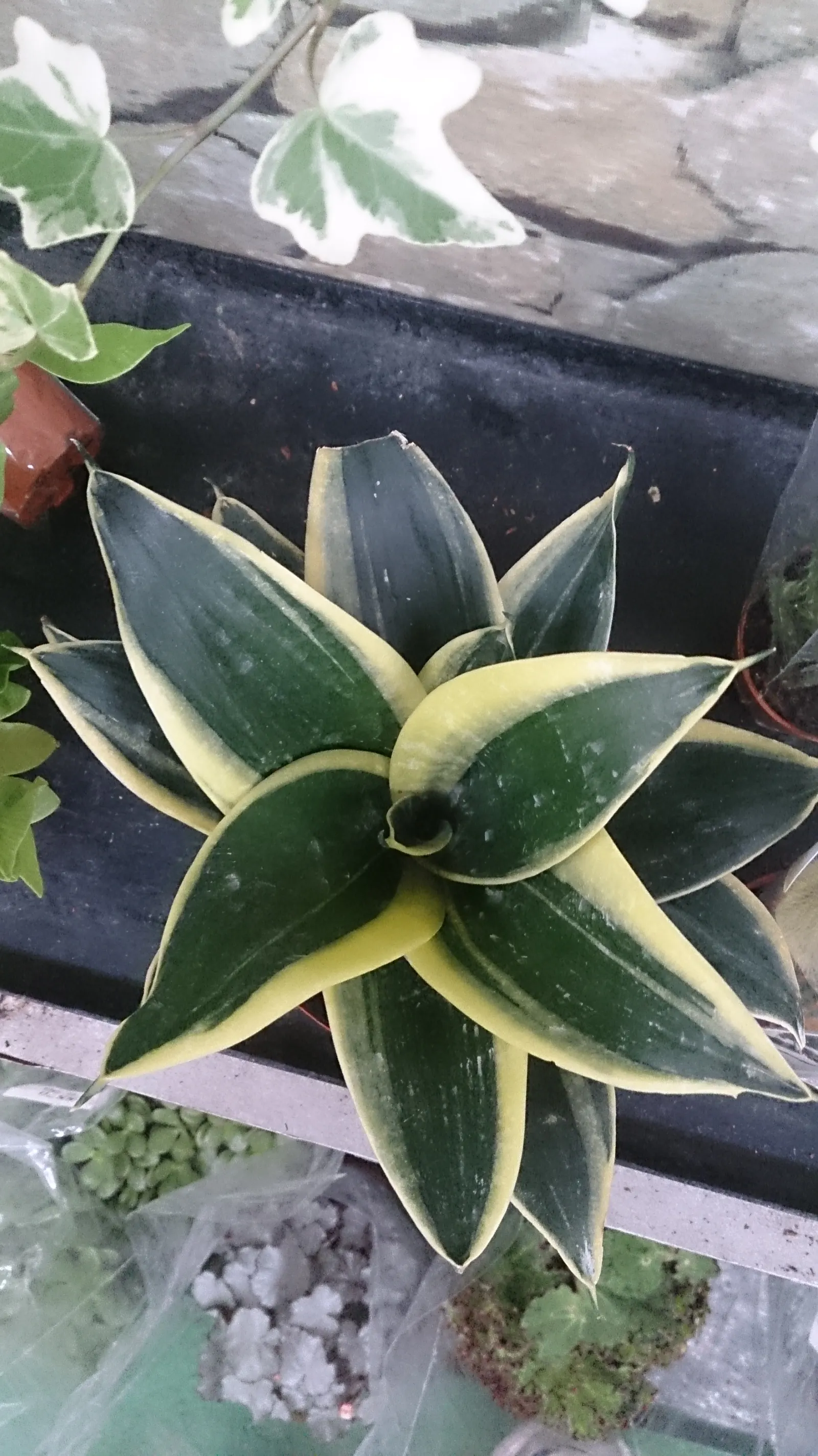 Bird's Nest Sansevieria (Sansevieria Trifasciata 'Hahnii') — Each leaf boasts a pattern of dark green cross-bands and mottling on a lighter green background