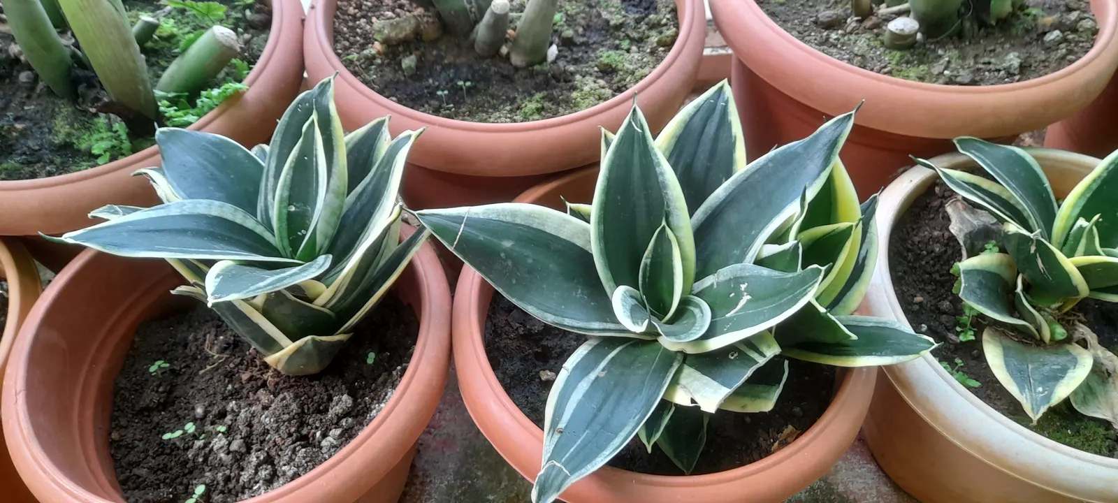 Bird's Nest Sansevieria (Sansevieria Trifasciata 'Hahnii') — which grow horizontally and then arch gracefully upwards