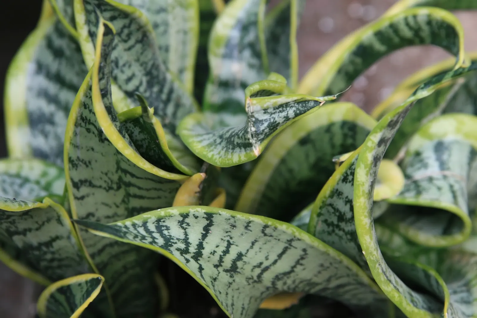 Bird's Nest Sansevieria (Sansevieria Trifasciata 'Hahnii') — Its sturdy, sword-shaped leaves feature elegant green patterns and can reach a height of 6 inches