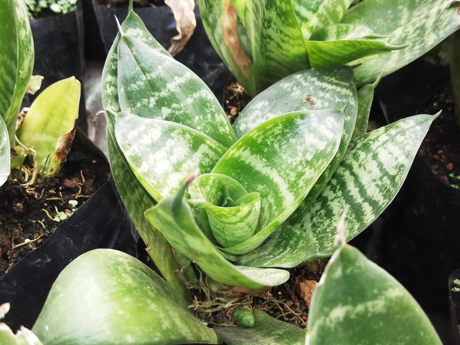 Bird's Nest Sansevieria (Sansevieria Trifasciata 'Hahnii') — Its sturdy, sword-shaped leaves feature elegant green patterns and can reach a height, image 20