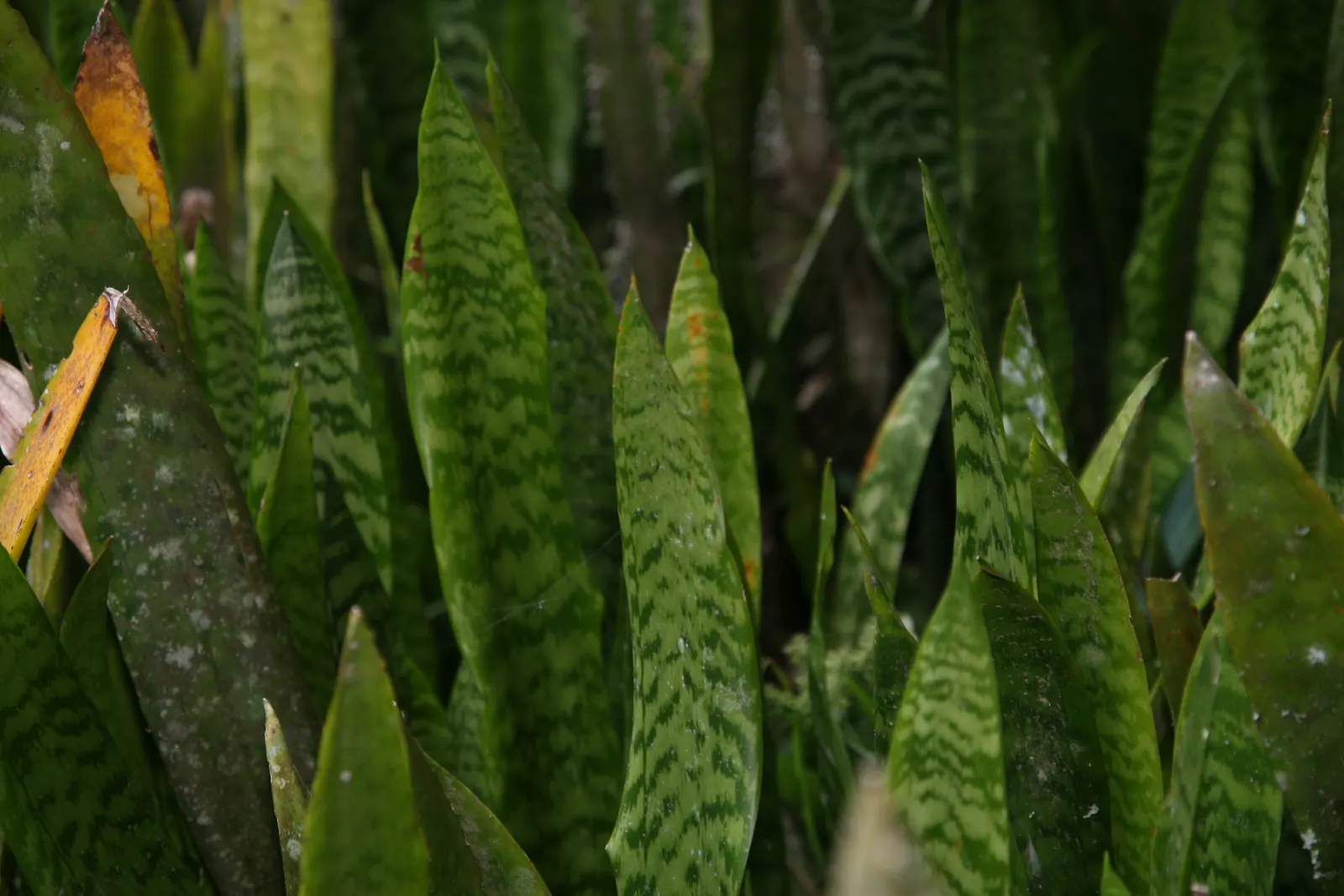 Bird's Nest Sansevieria (Sansevieria Trifasciata 'Hahnii') — This cultivar forms a rosette of stout