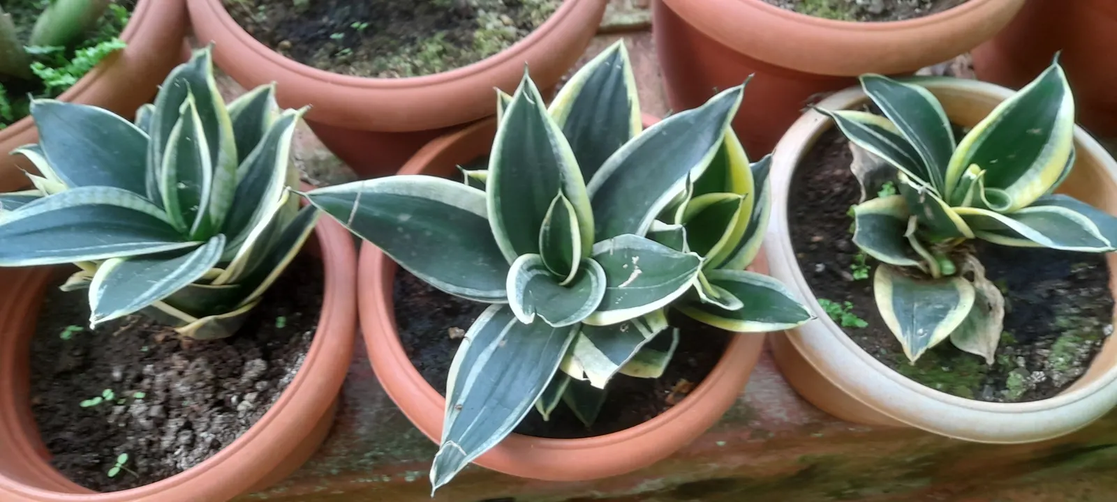 Bird's Nest Sansevieria (Sansevieria Trifasciata 'Hahnii') — It's also well-suited for borders or as a textural contrast amid softer, leafy plants