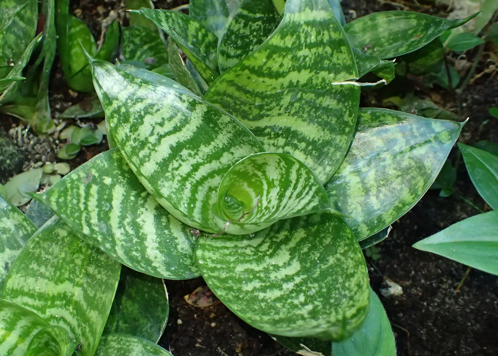 Bird's Nest Sansevieria (Sansevieria Trifasciata 'Hahnii') — perennial / succulent for full or half or shade; incorporate well-draining soil to prevent root