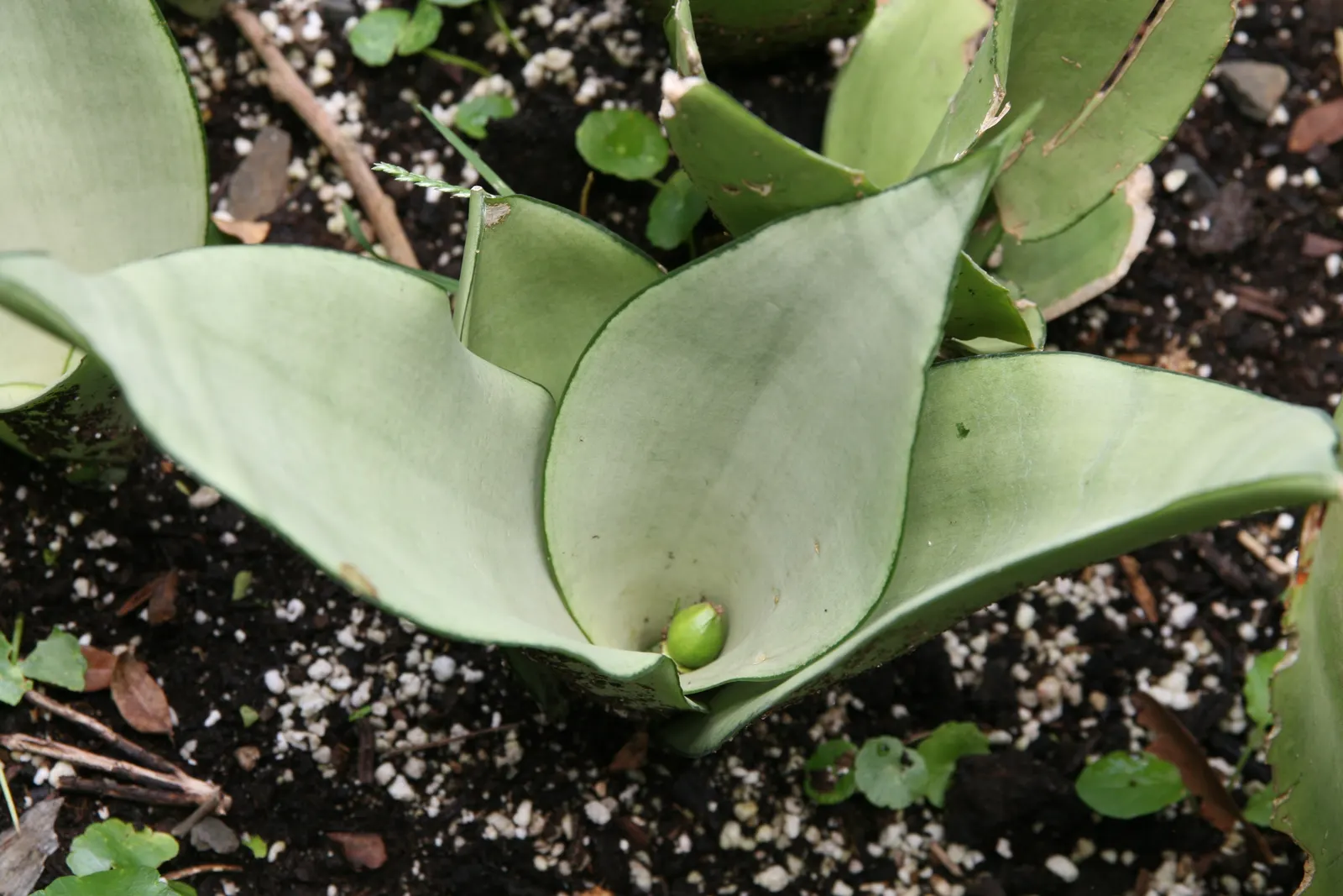 Bird's Nest Sansevieria (Sansevieria Trifasciata 'Hahnii') — incorporate well-draining soil to prevent root rot.<br><br>When designing a landscape; thriving in