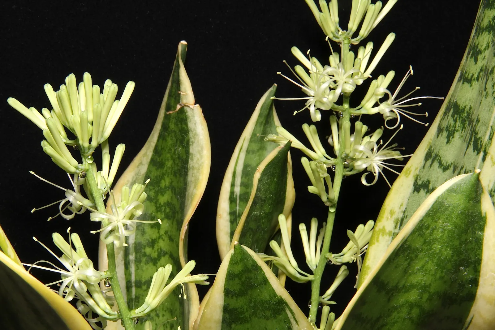 Bird's Nest Sansevieria (Sansevieria Trifasciata 'Hahnii') — thriving in USDA Hardiness Zones 9 through 11; which grow horizontally and then arch gracefully