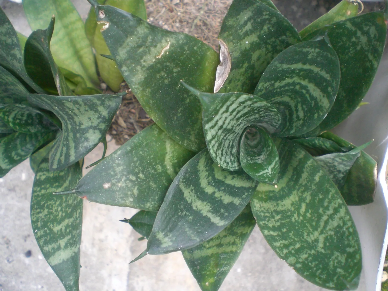 Bird's Nest Sansevieria (Sansevieria Trifasciata 'Hahnii') — which grow horizontally and then arch gracefully upwards; more formally recognized as Sansevieria