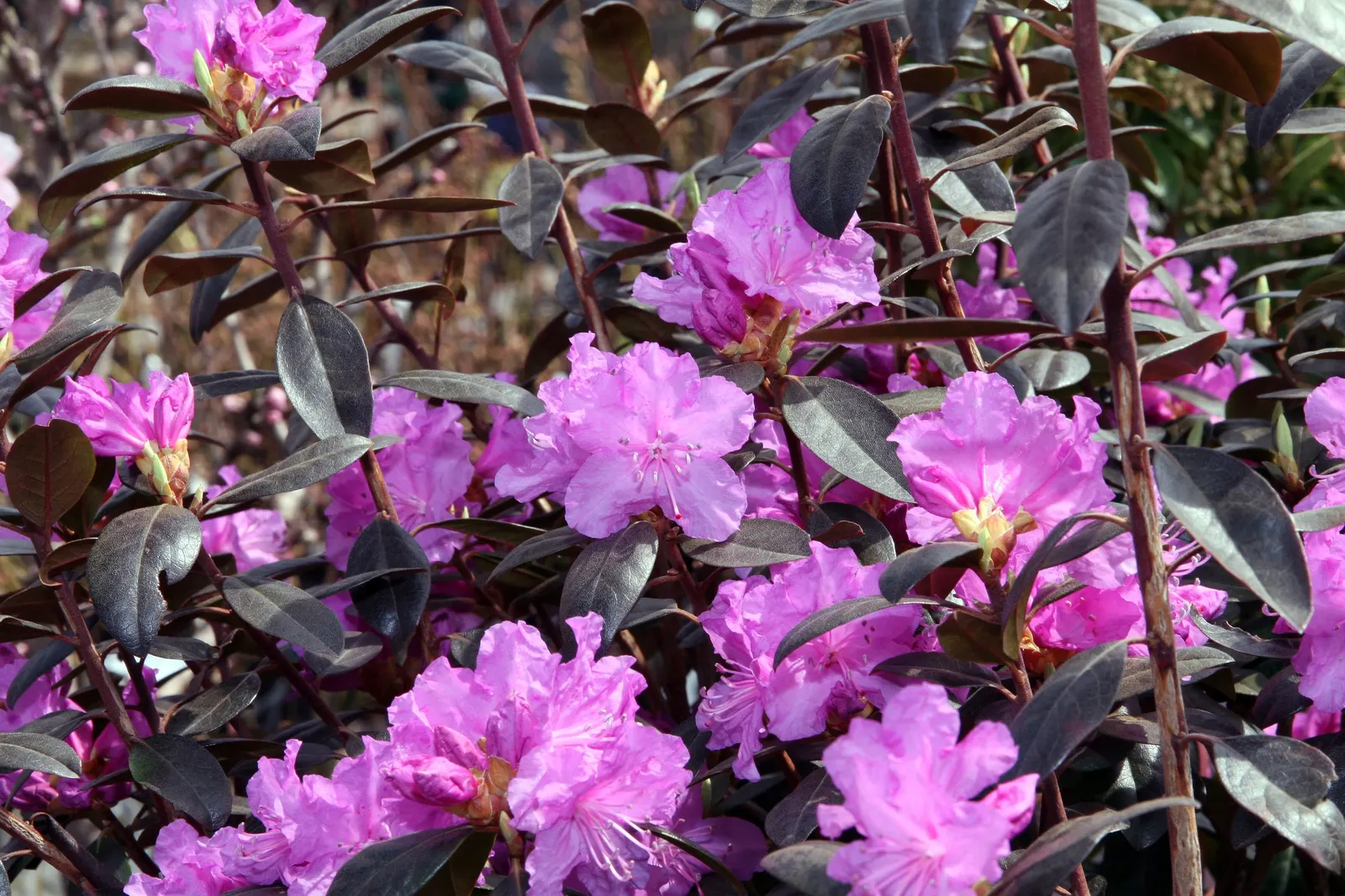 Pjm Rhododendron (Rhododendron 'Pjm') — pink flowers in the garden; exceptionally disease resistant, it's a low-maintenance choice for year-round interest