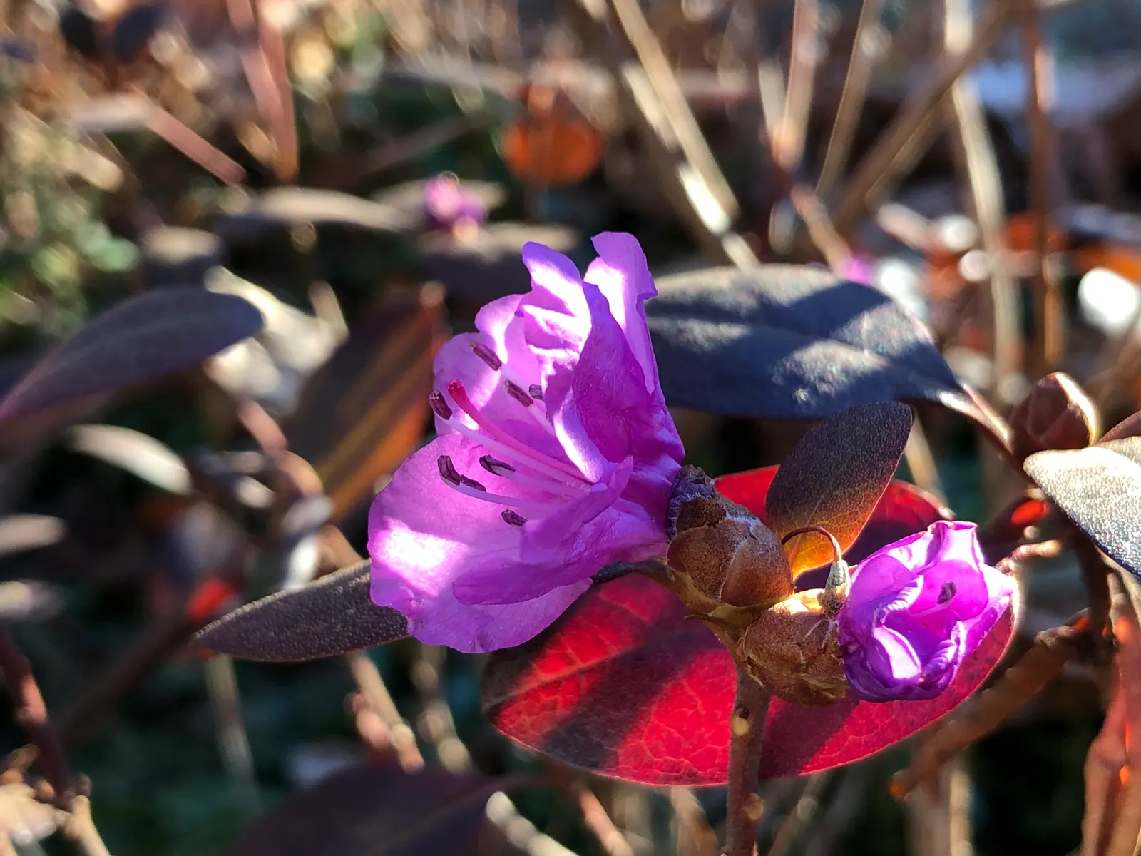 Pjm Rhododendron (Rhododendron 'Pjm') — contributing a striking burst of color to the early season garden.<br><br>For optimal performance