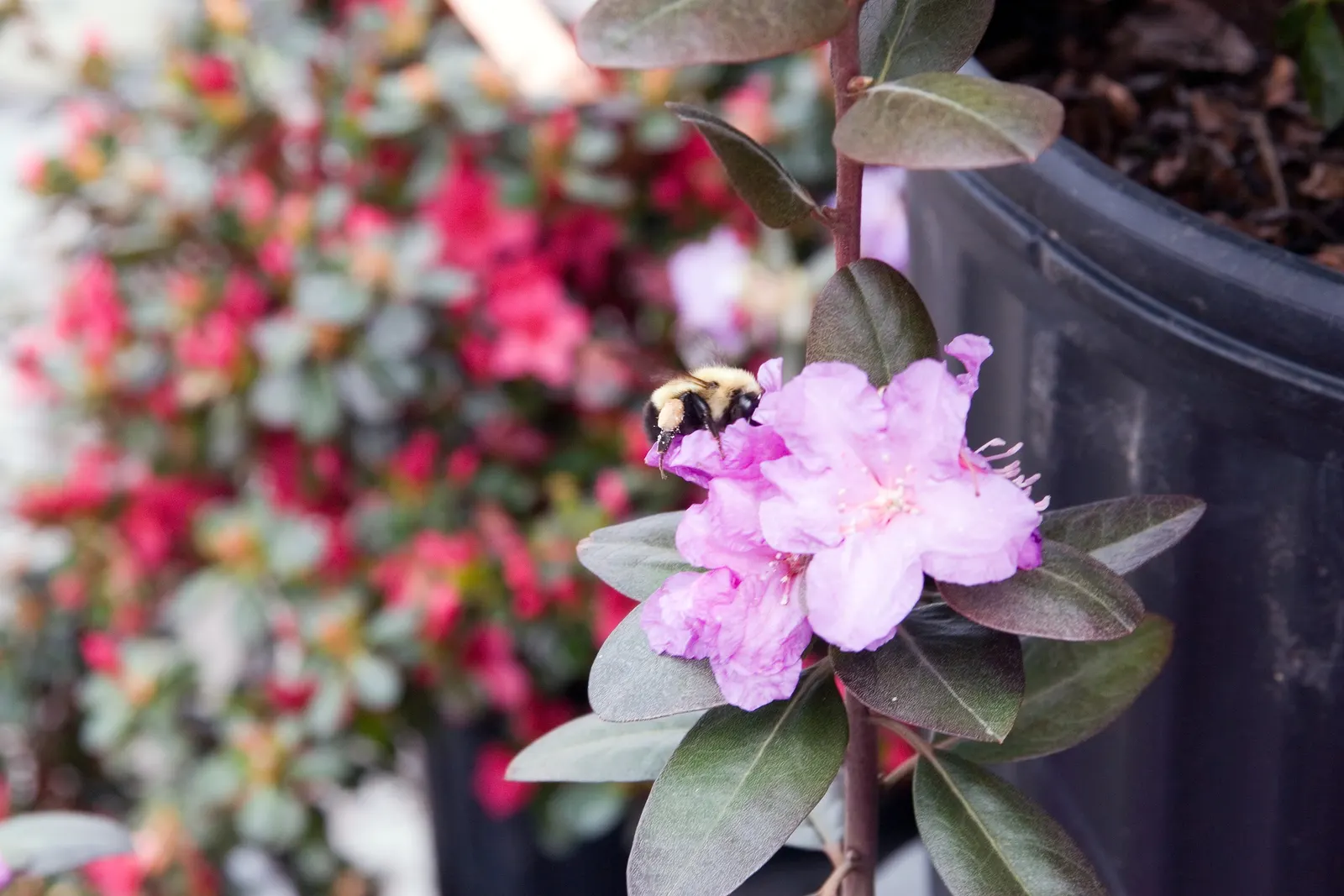 Pjm Rhododendron (Rhododendron 'Pjm') — The PJM Rhododendron is a compact, evergreen shrub, reaching up to 5 feet in height and width; ideal for, image 45