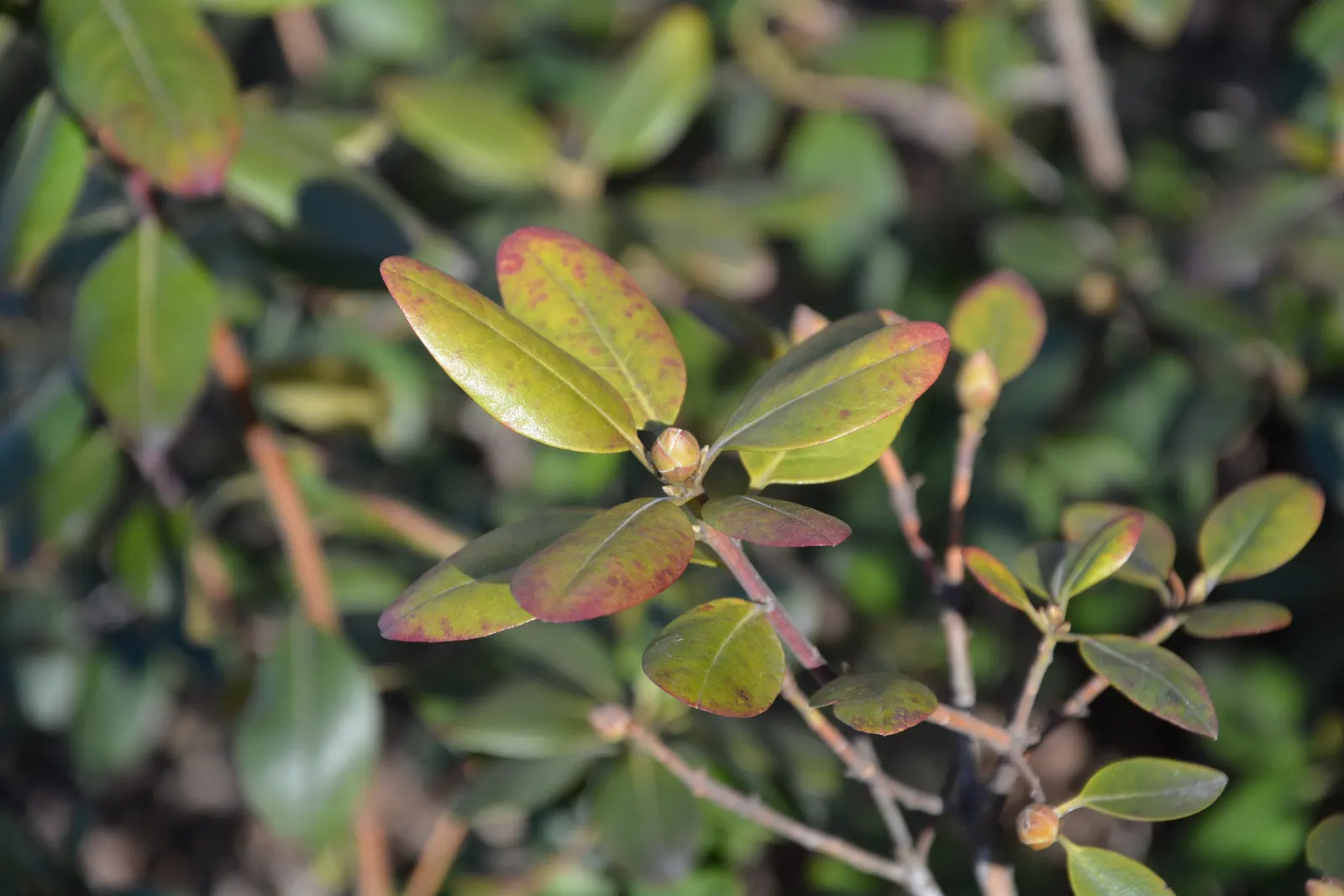 Pjm Rhododendron (Rhododendron 'Pjm') — It grows best in well-drained, acidic soils, preferring partial shade to filtered sun