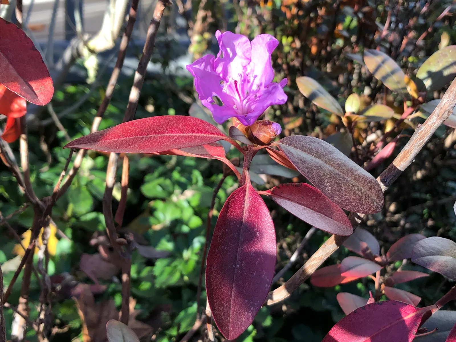 Pjm Rhododendron (Rhododendron 'Pjm') — the PJM Rhododendron thrives in USDA Hardiness Zones 4 through 8