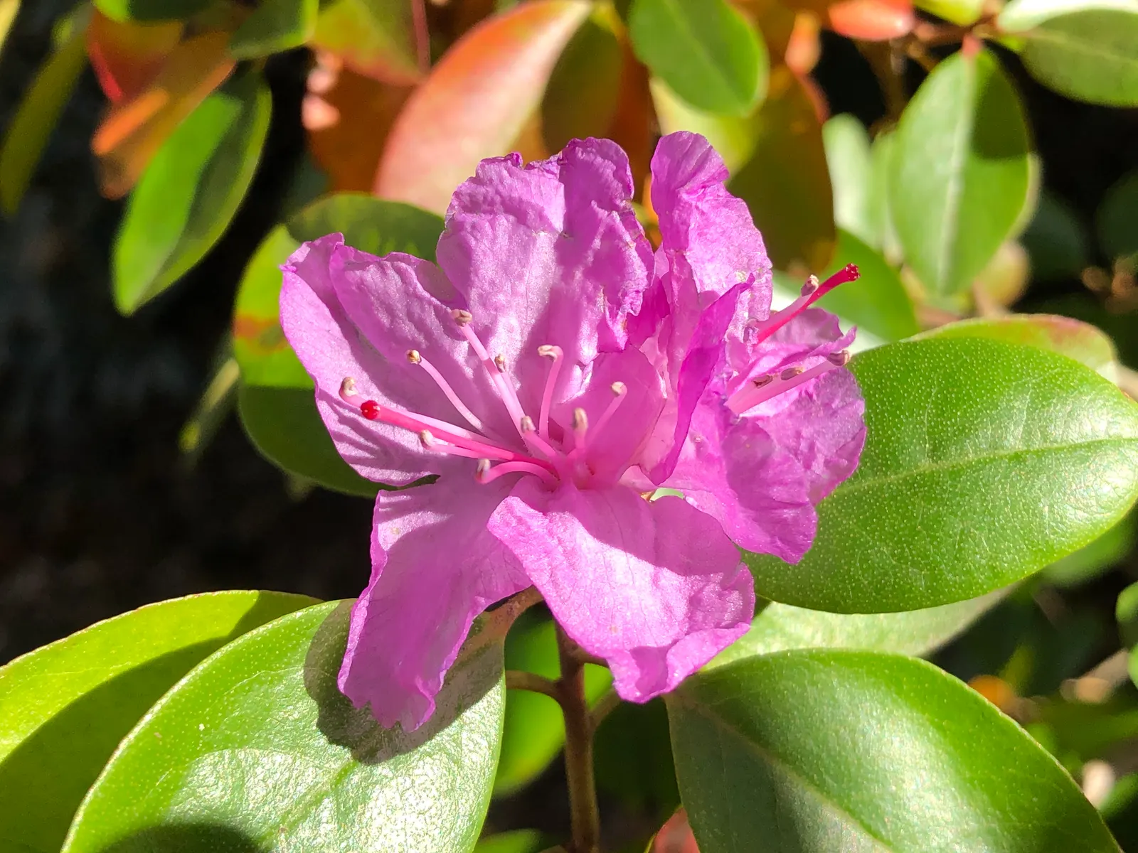 Pjm Rhododendron (Rhododendron 'Pjm') — Ideal for small gardens, this cold-hardy variety thrives in zones 4-8 and prefers well-drained, acidic soil; spring
