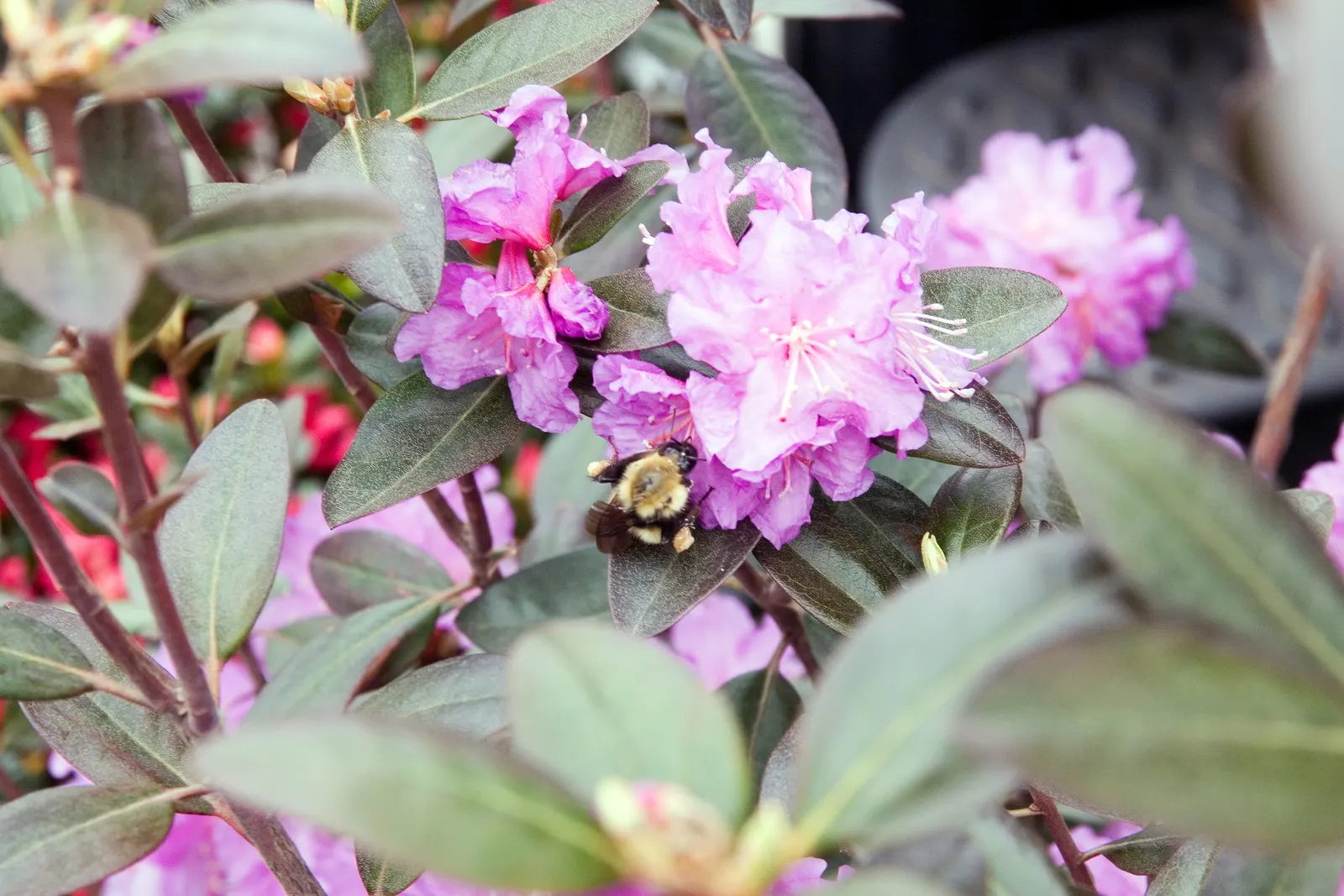 Pjm Rhododendron (Rhododendron 'Pjm') — avoiding overly wet or dry extremes; it grows best in well-drained, acidic soils, preferring partial shade to filtered