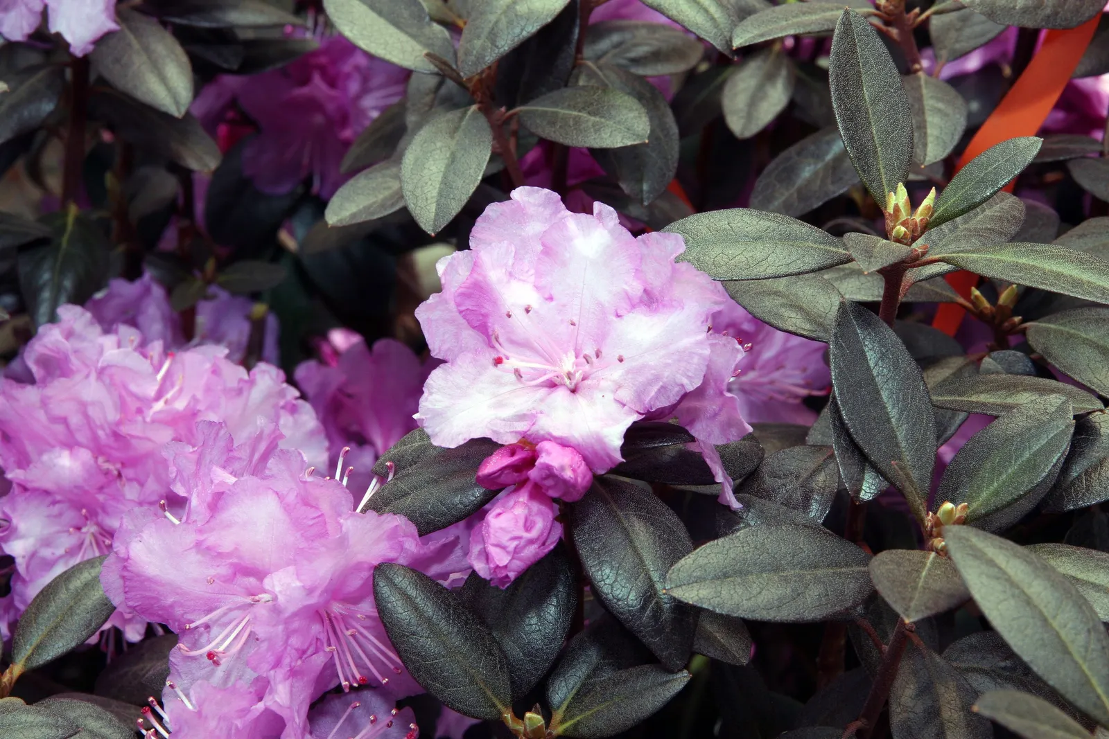 Pjm Rhododendron (Rhododendron 'Pjm') — Spring brings vibrant lavender-pink blooms that contrast beautifully with the dark green foliage; avoiding, image 47