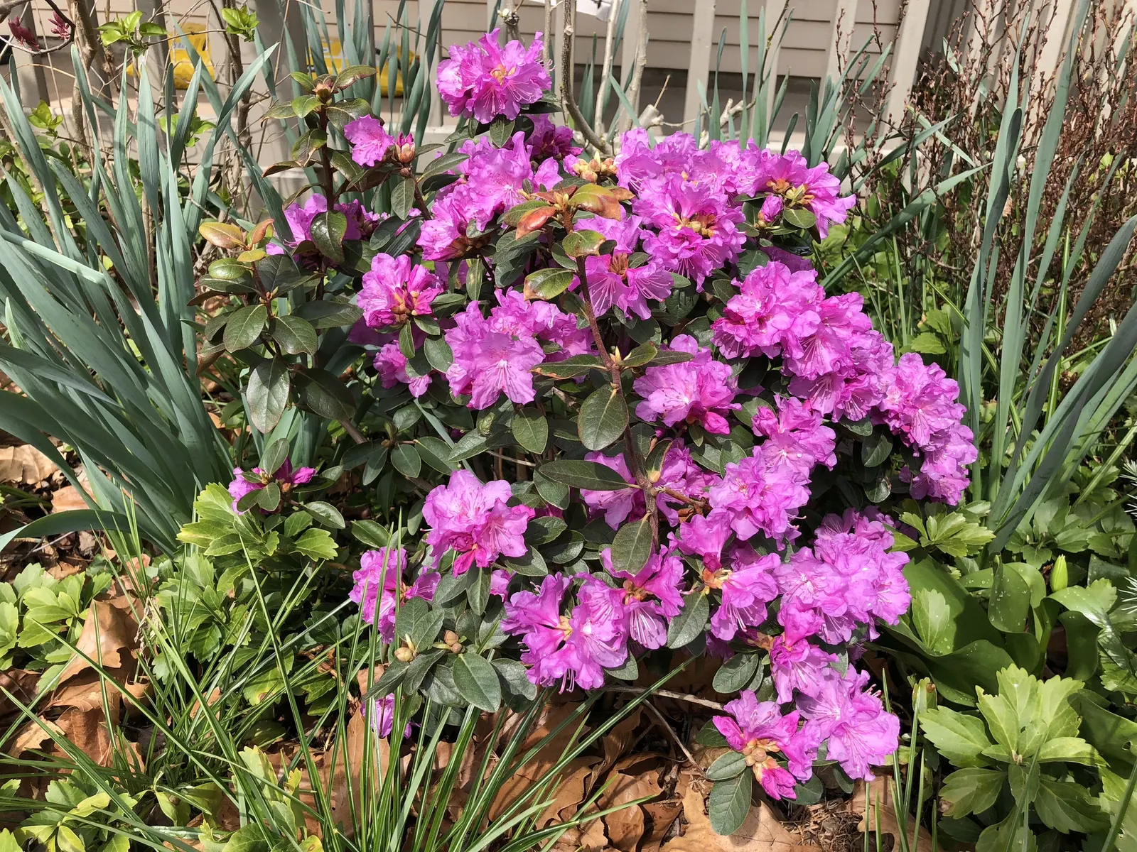 Pjm Rhododendron (Rhododendron 'Pjm') — withstanding minimum temperatures of -20 to -30°F; each blossom group measures approximately 1.5 to 2 inches across
